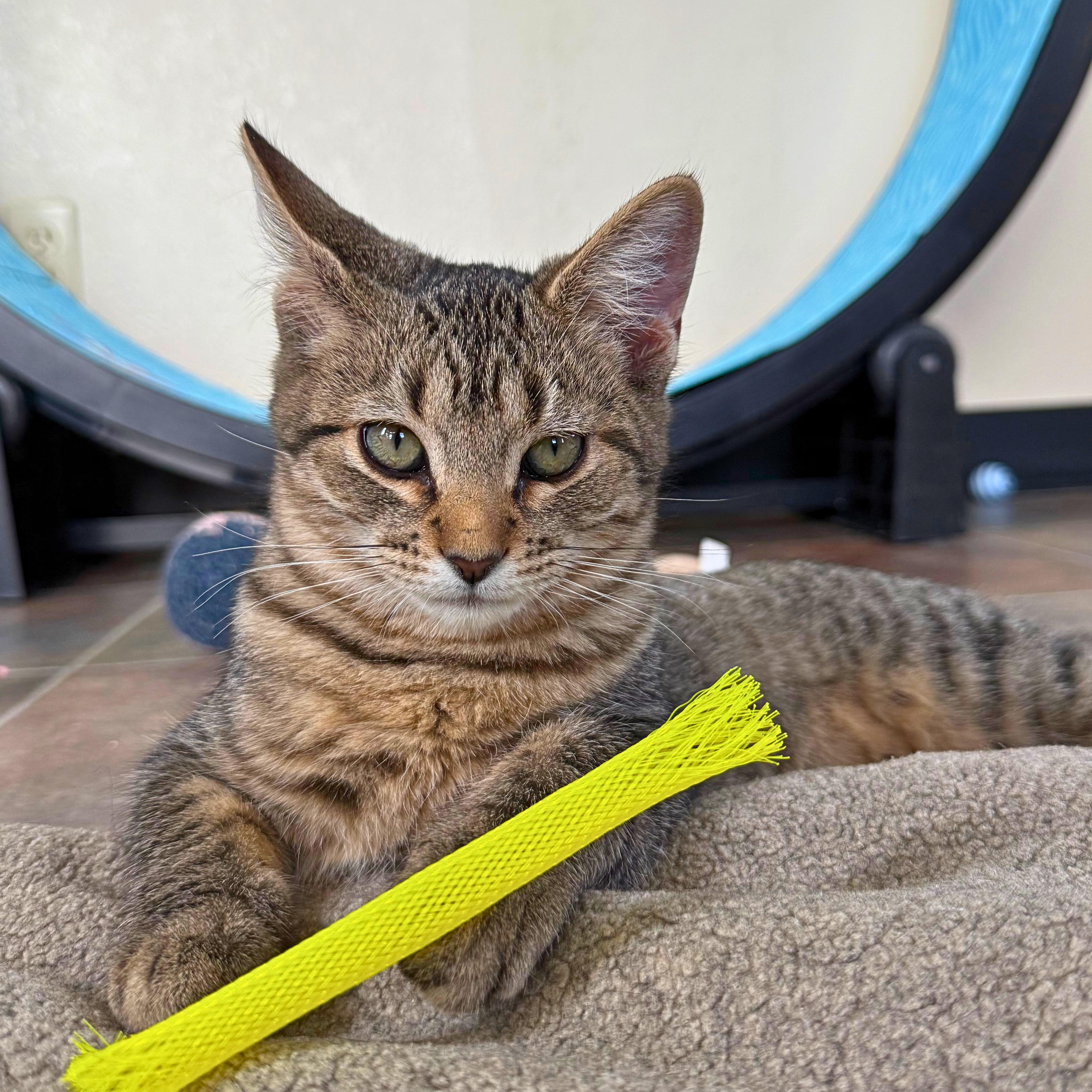 Prickly Pear, Adoptable, Kitten Female Domestic Short Hair.