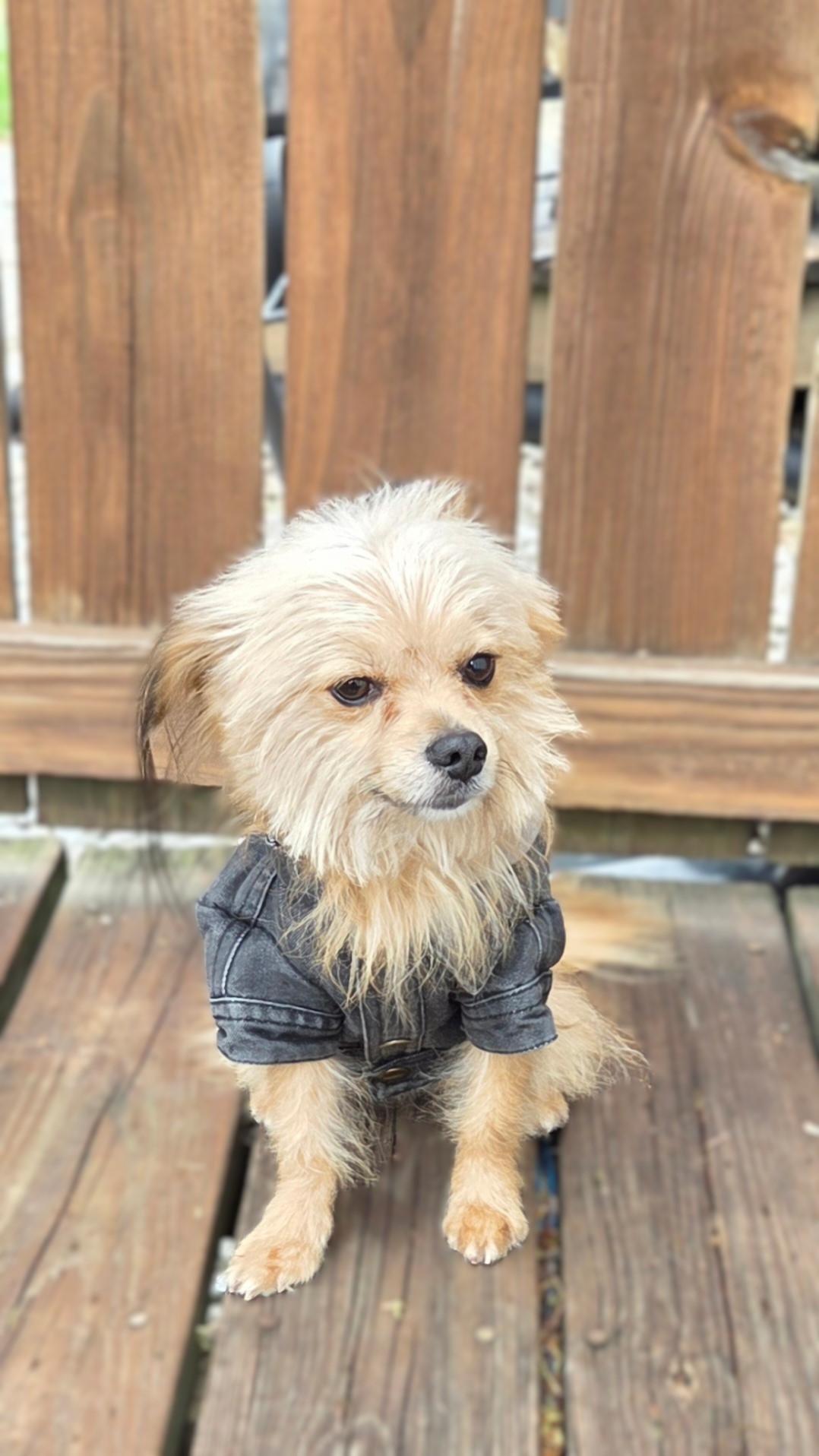 Bo, a Adoptable mixed breed in Bridgeton, MO image 3/6