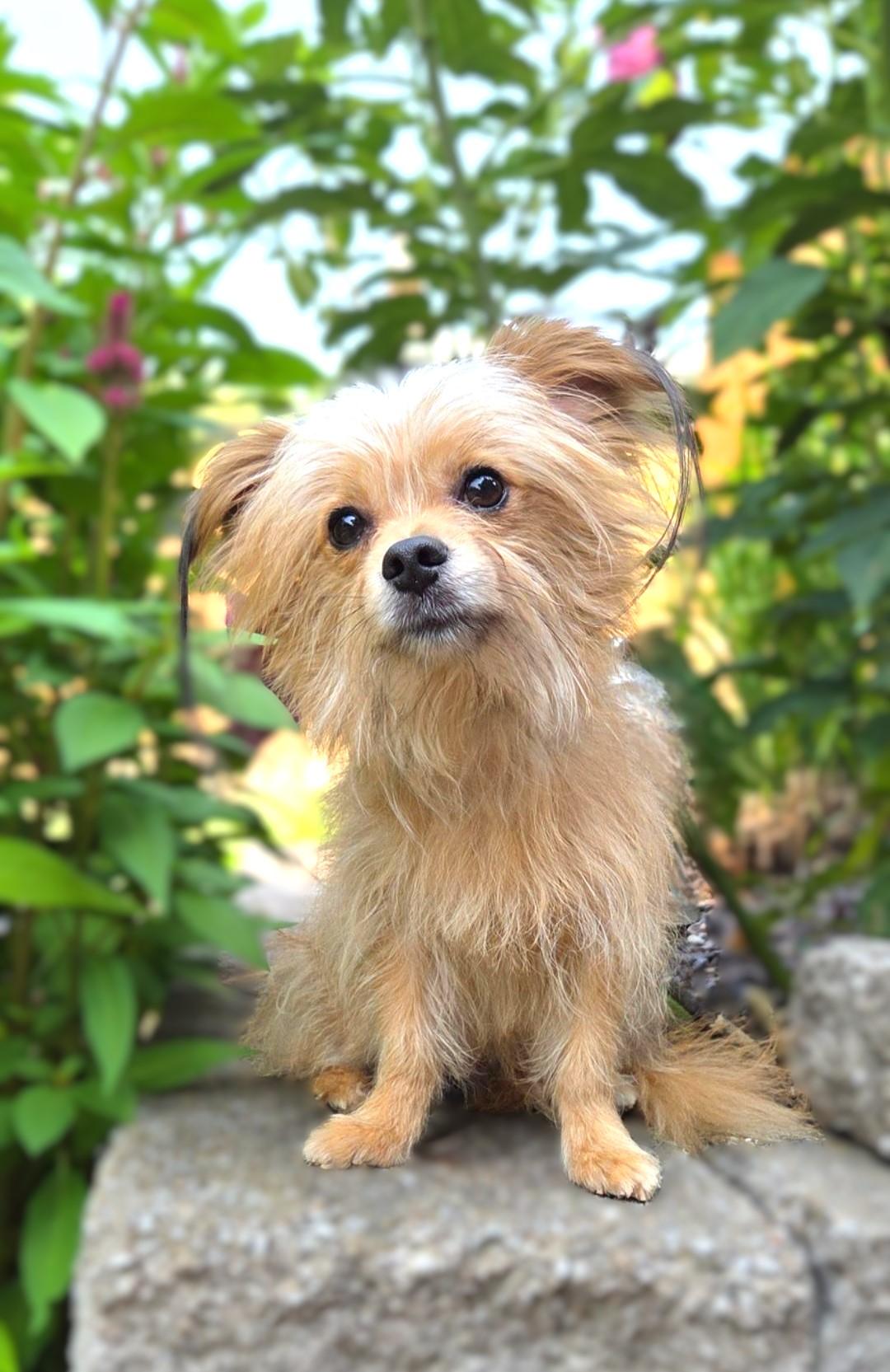 Bo, a Adoptable mixed breed in Bridgeton, MO image 5/6