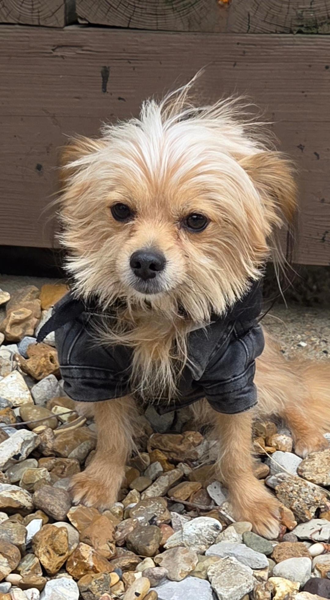 Bo, Adoptable, Adult Male Yorkshire Terrier & Cairn Terrier.