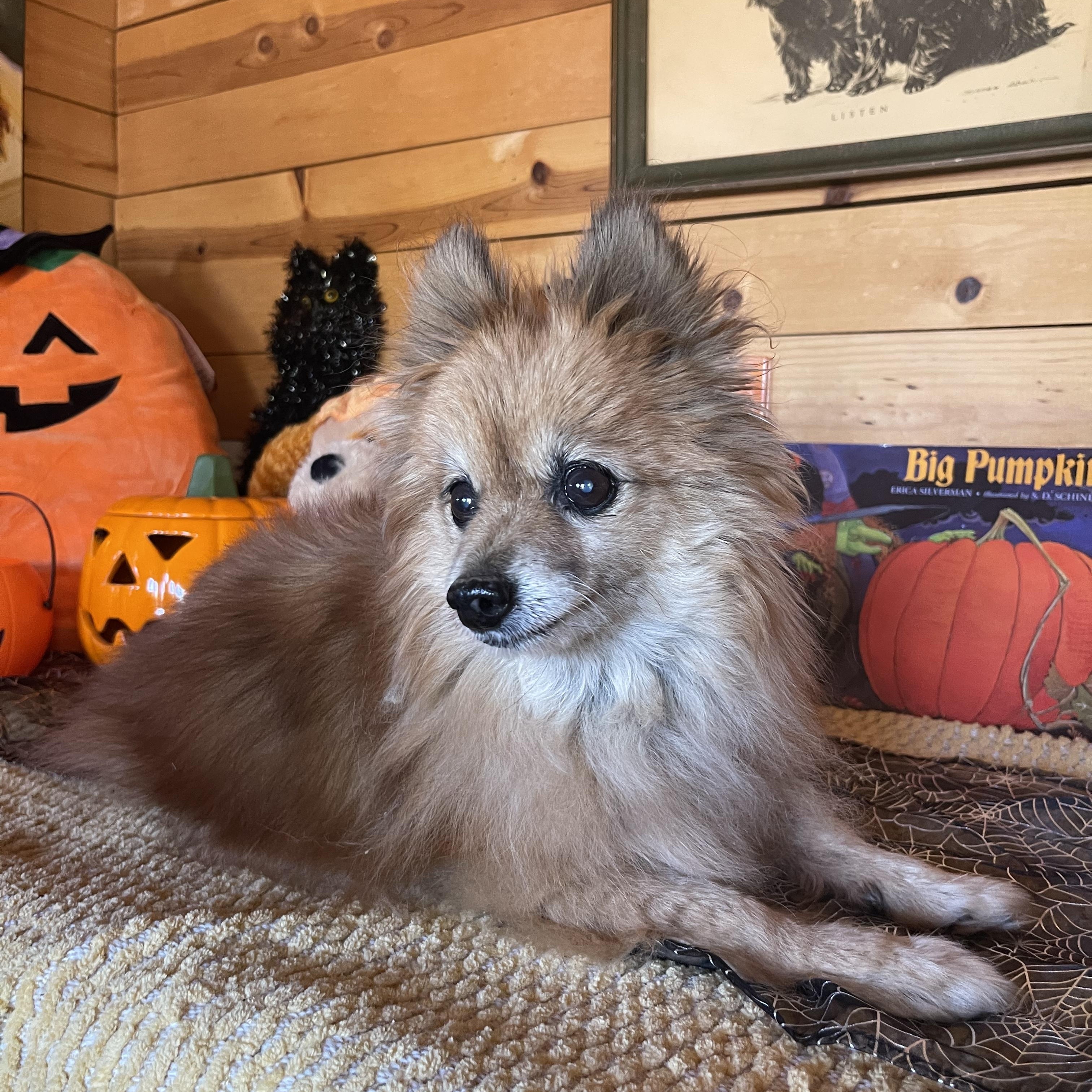 Enlarge Foxy, a Adoptable mixed breed in Vacaville, CA image 2/5