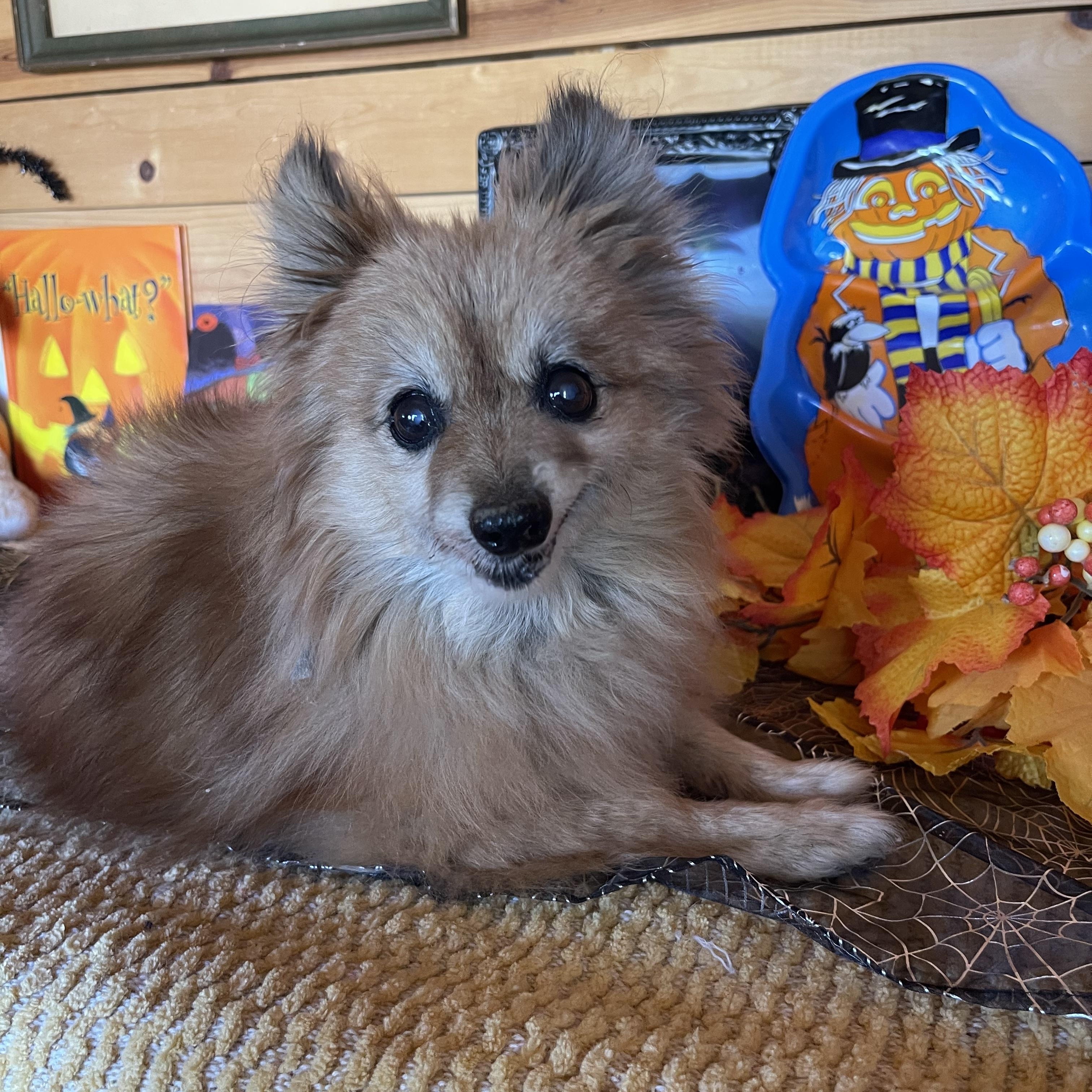 Enlarge Foxy, a Adoptable mixed breed in Vacaville, CA image 3/5