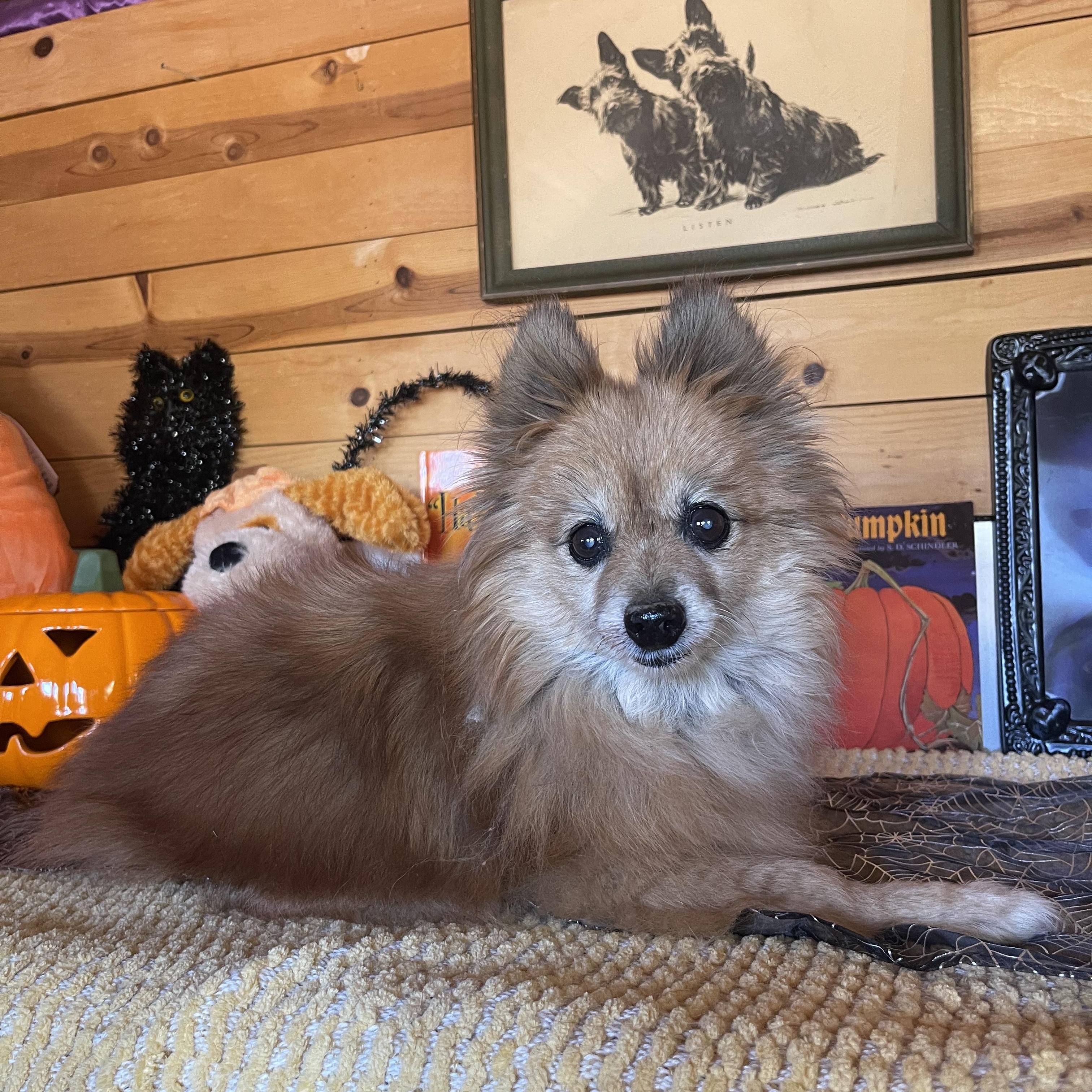 Enlarge Foxy, a Adoptable mixed breed in Vacaville, CA image 1/5
