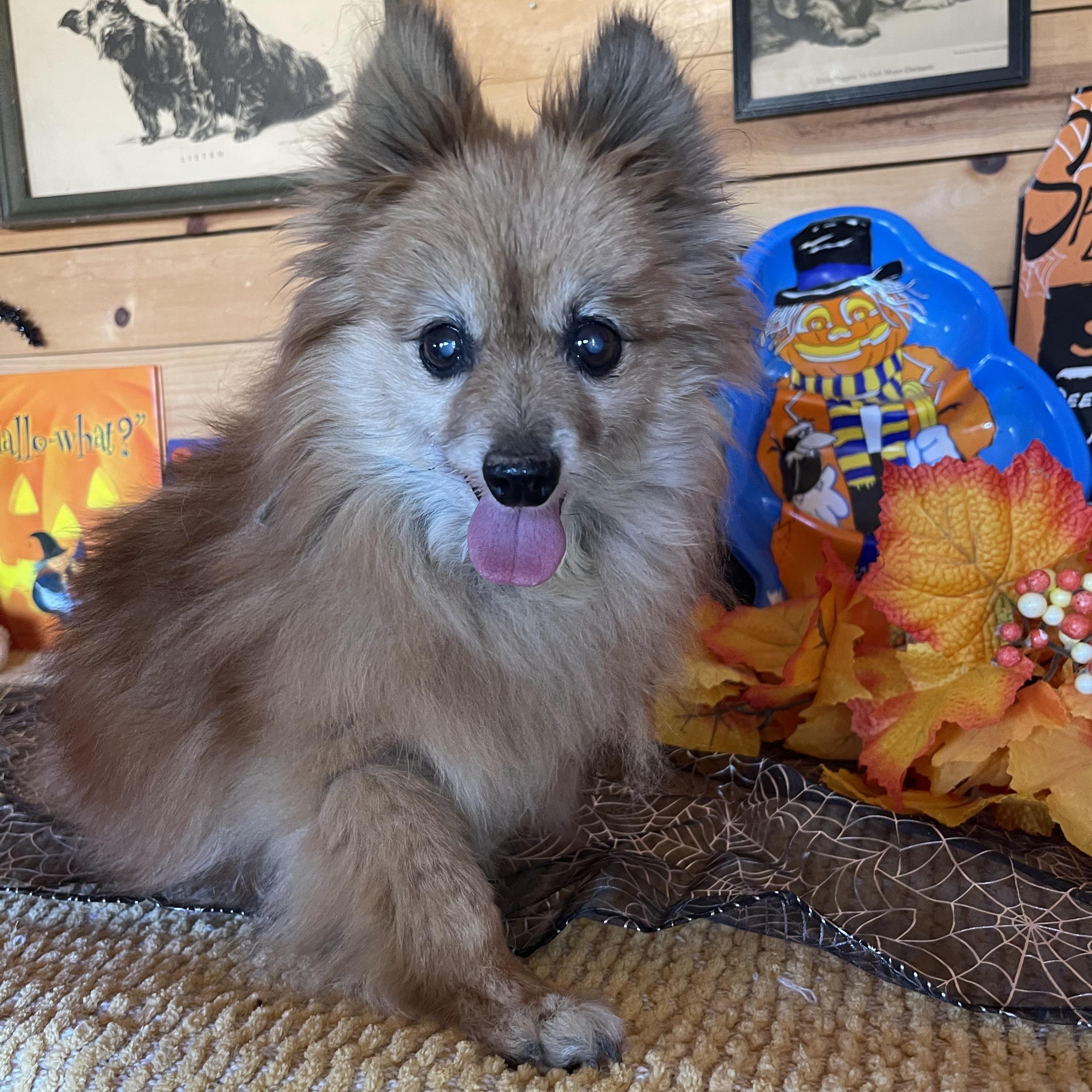Enlarge Foxy, a Adoptable mixed breed in Vacaville, CA image 4/5