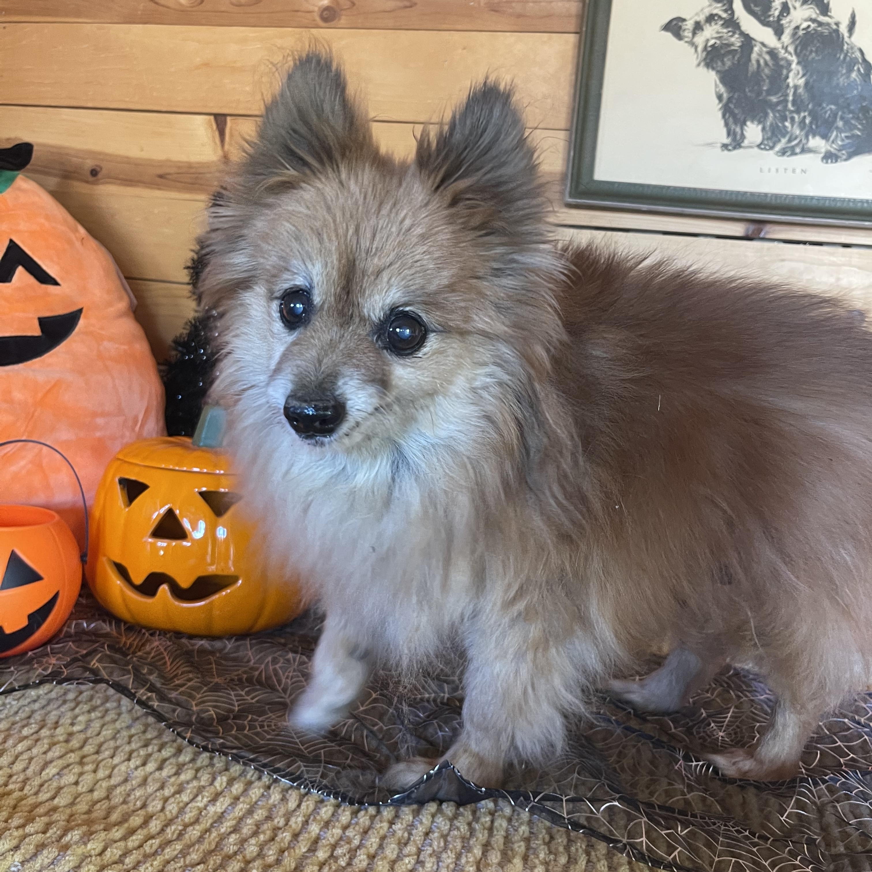 Enlarge Foxy, a Adoptable mixed breed in Vacaville, CA image 5/5