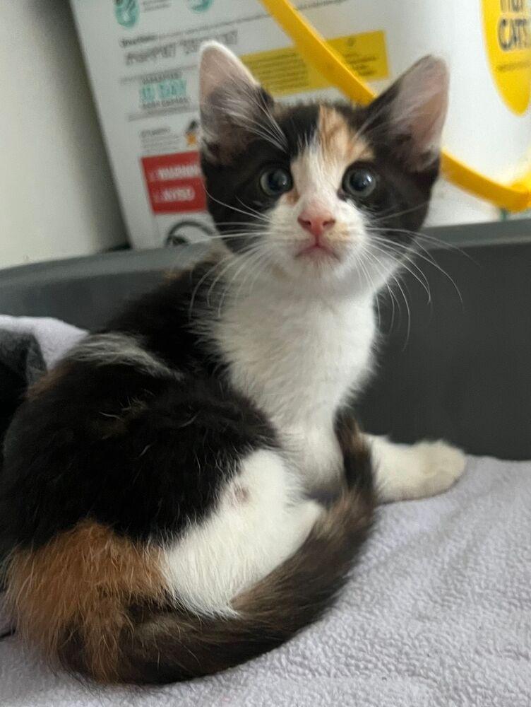 Astra, Adoptable, Kitten Female Calico.