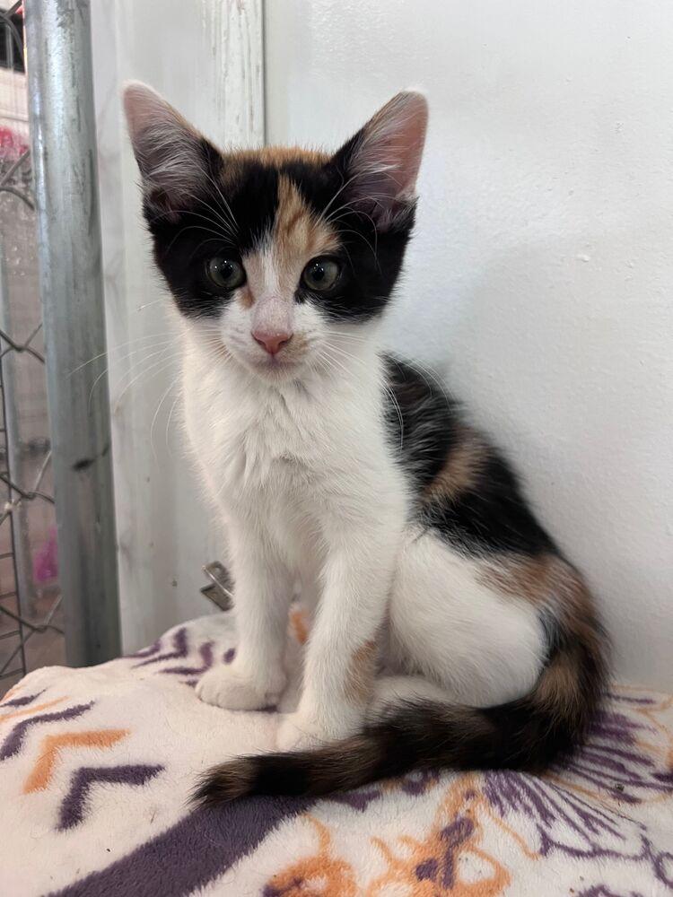 Astra, a Adoptable Calico in McPherson, KS image 2/2