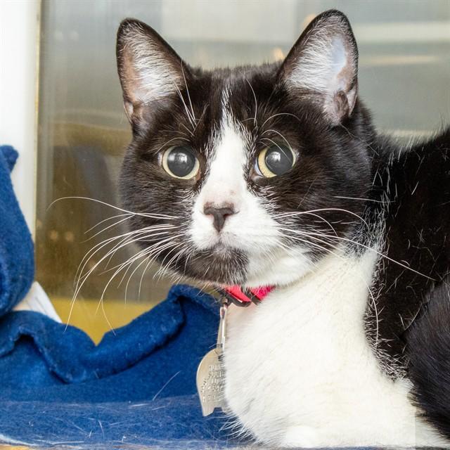 PRINCESS NUM NUM, Adoptable, Adult Female Domestic Short Hair.