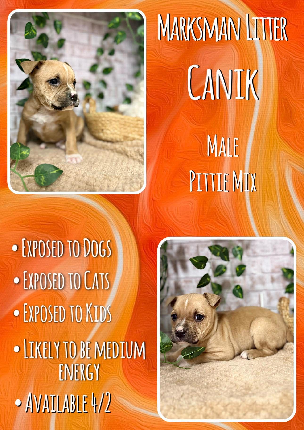 Canik - Marksman, Adoptable, Puppy Male Pit Bull Terrier.