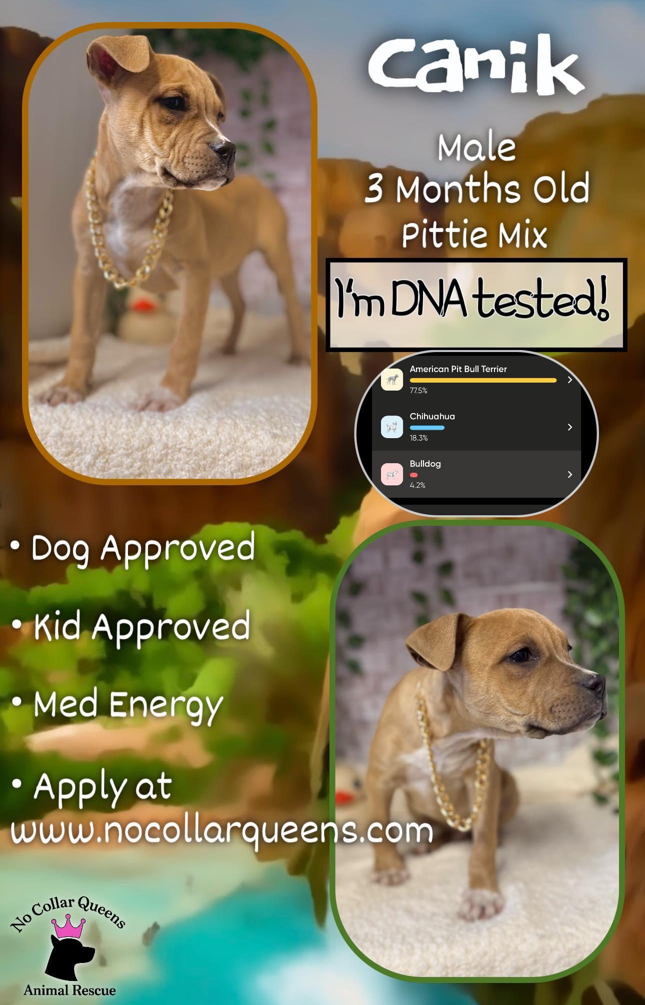Canik - Marksman, Adoptable, Puppy Male Pit Bull Terrier & Chihuahua.