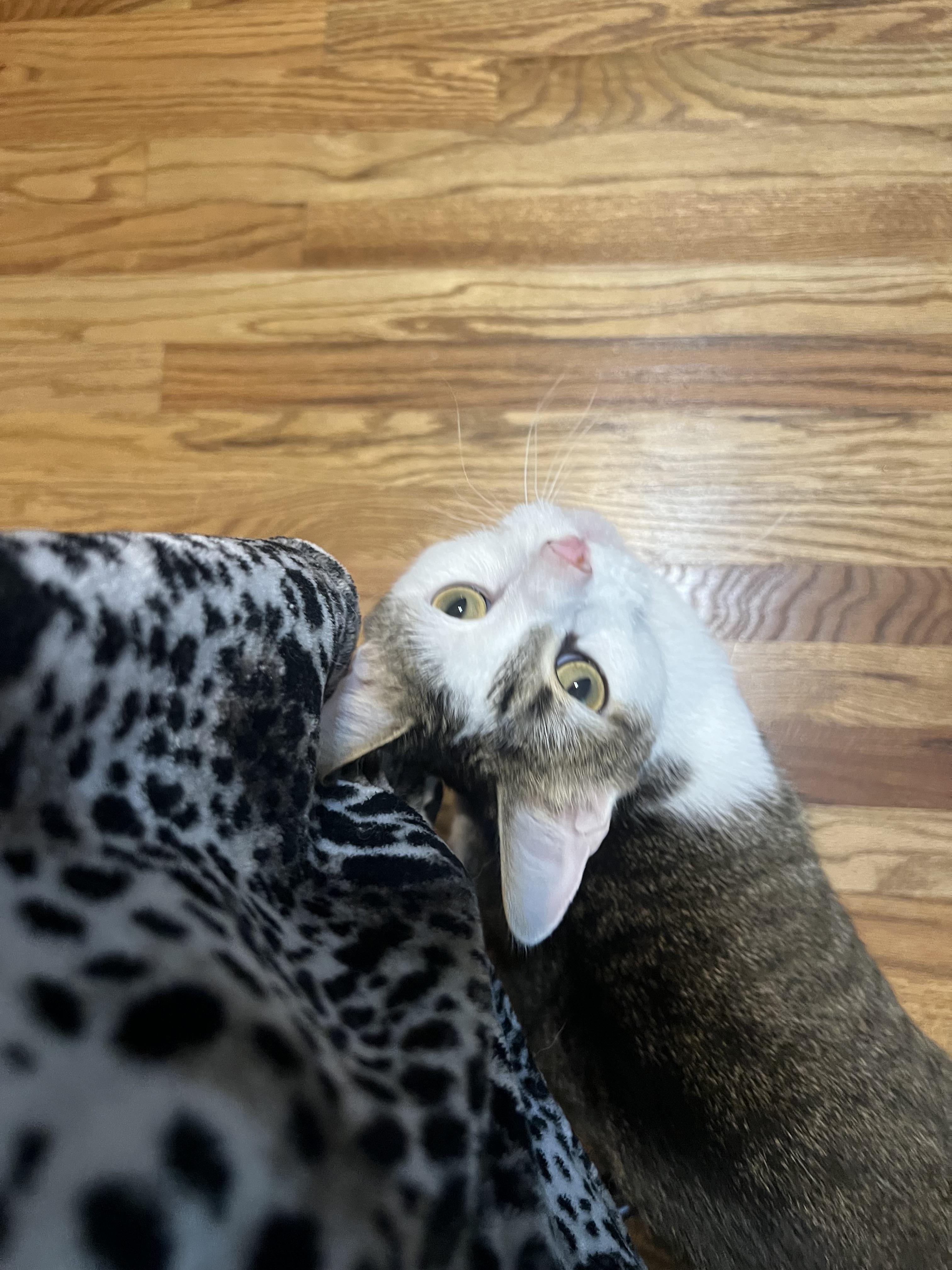 Enlarge Aether, a Adoptable Domestic Short Hair in Alvaton, KY image 1/4