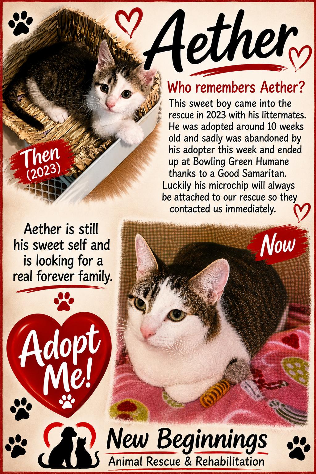 Enlarge Aether, a Adoptable Domestic Short Hair in Alvaton, KY image 3/4