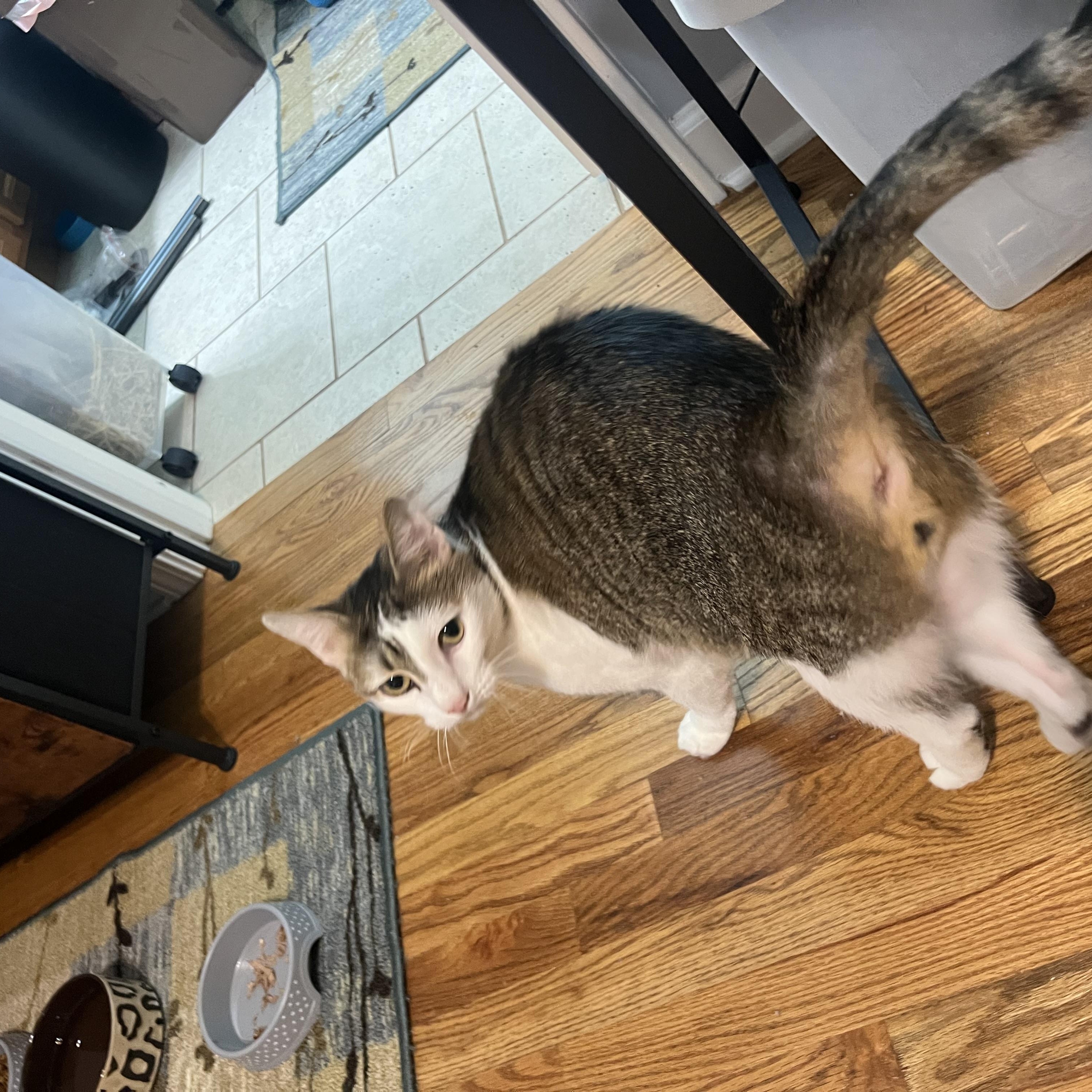 Enlarge Aether, a Adoptable Domestic Short Hair in Alvaton, KY image 2/4