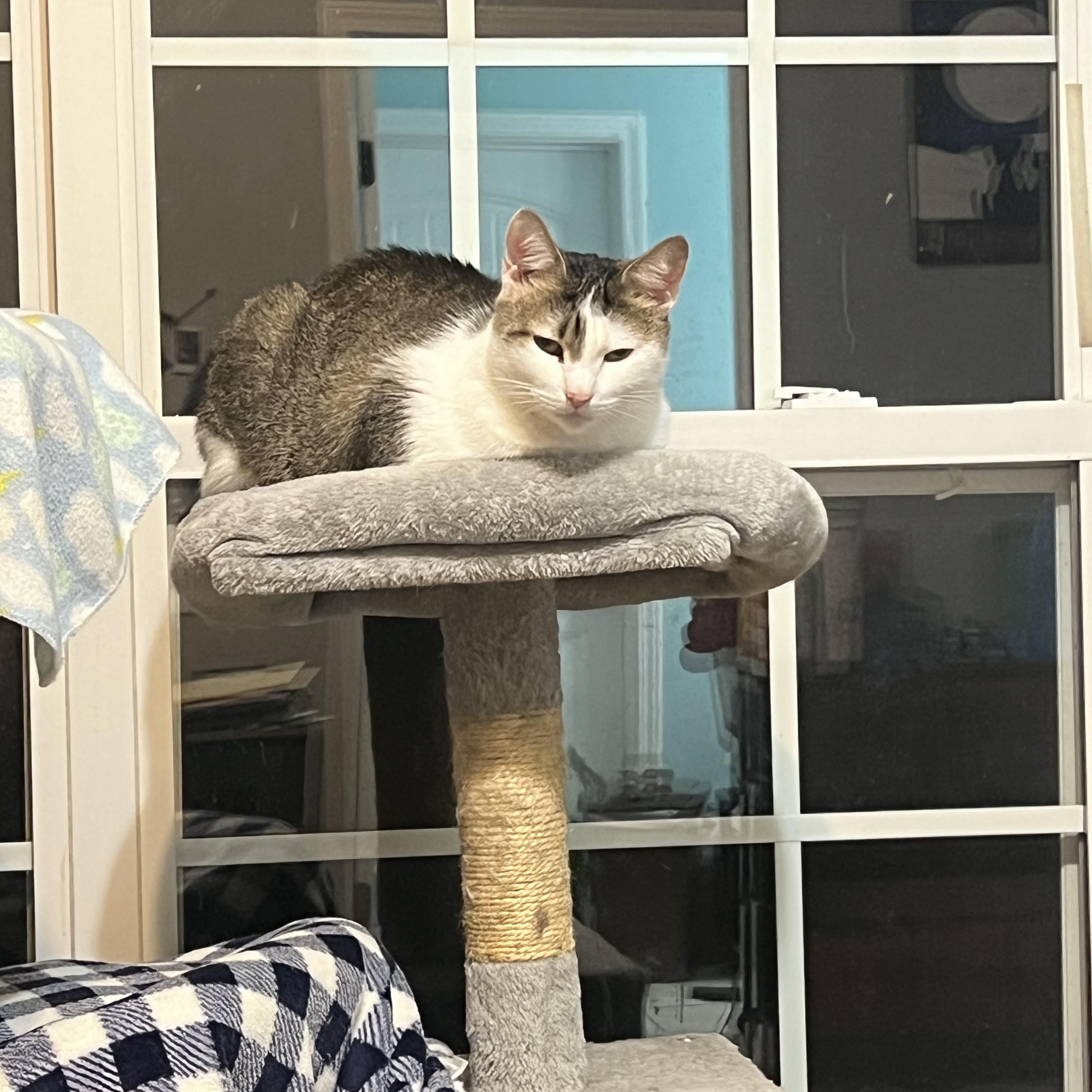 Enlarge Aether, a Adoptable Domestic Short Hair in Alvaton, KY image 4/4