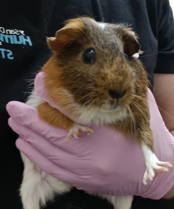 Blossom, Adoptable, Adult Female Guinea Pig.