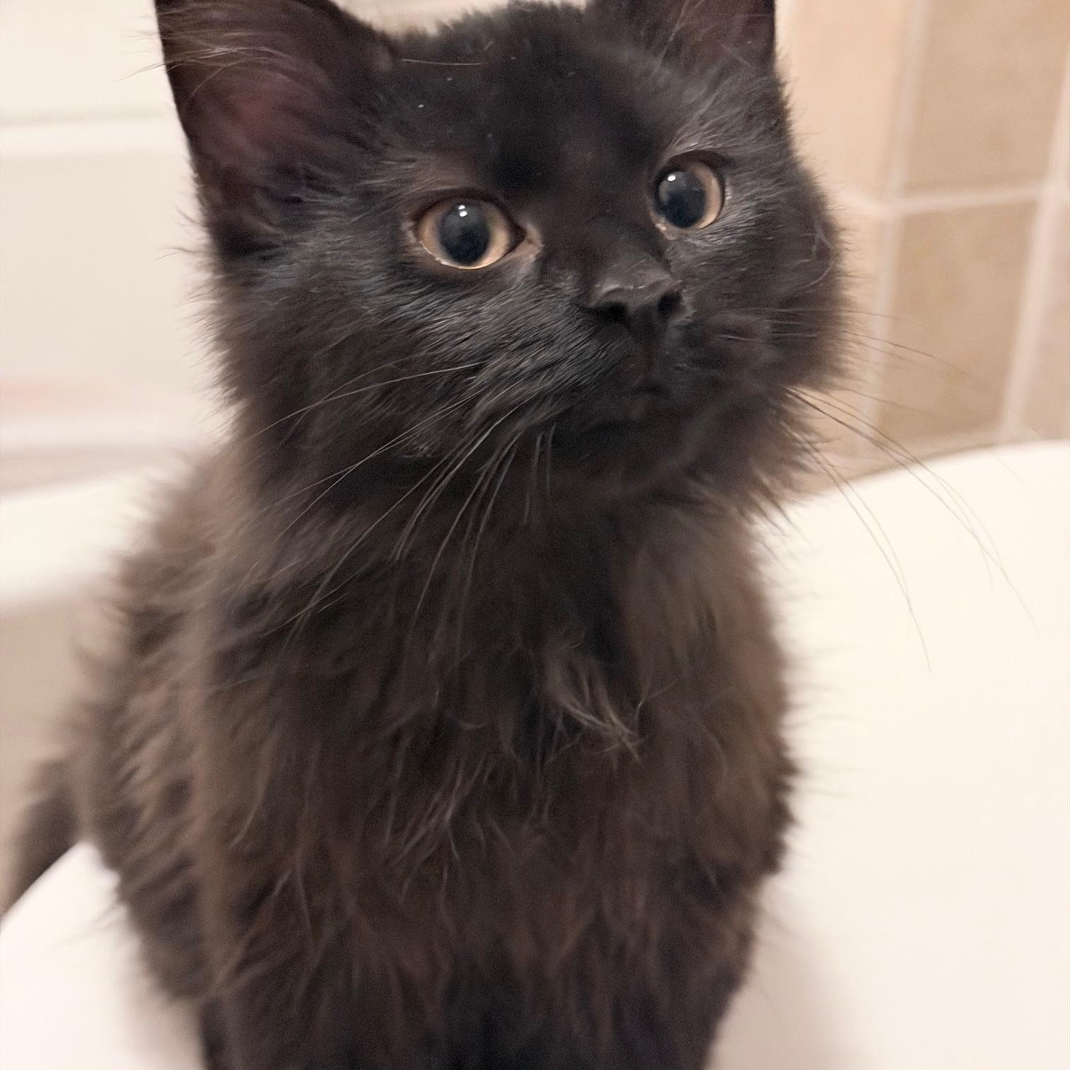 Ash, ADOPTABLE, Young Male Domestic Medium Hair.