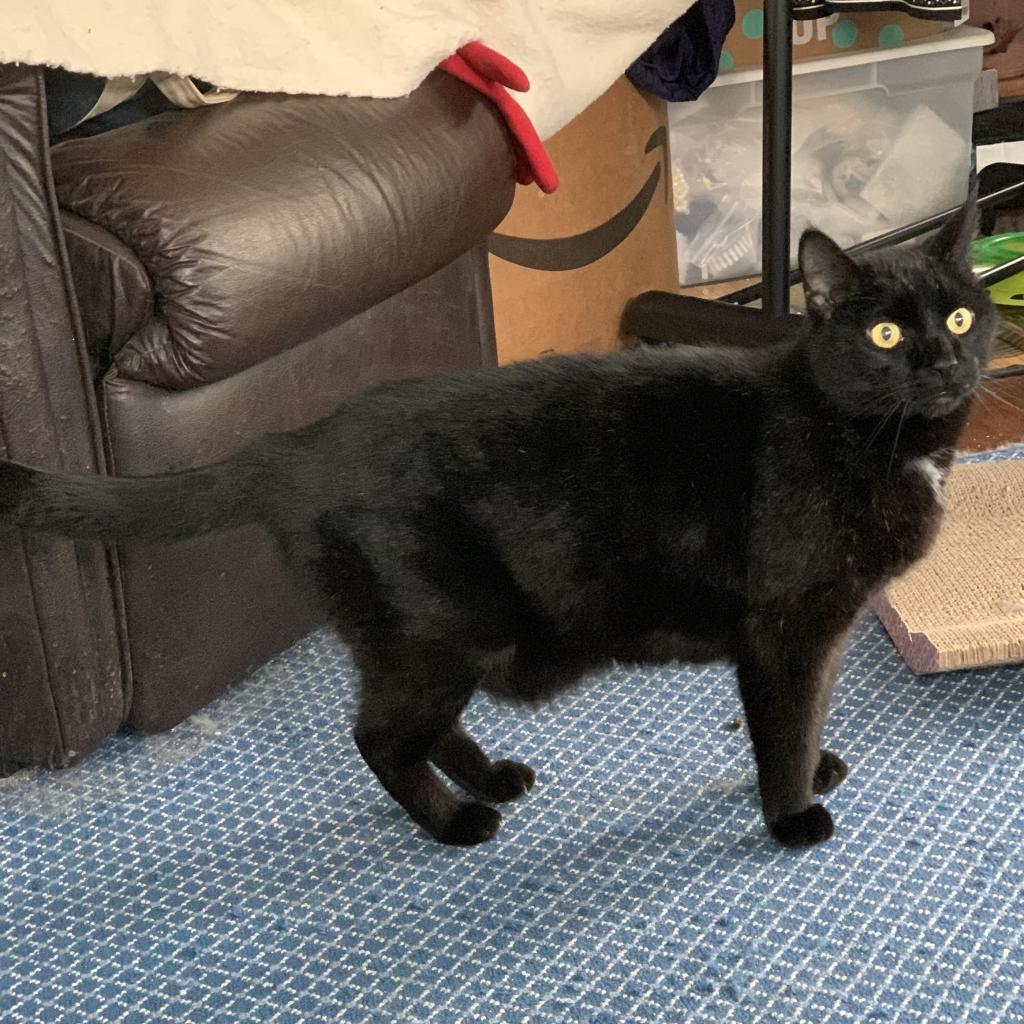 Pyewacket, Adoptable, Senior Male Domestic Short Hair.