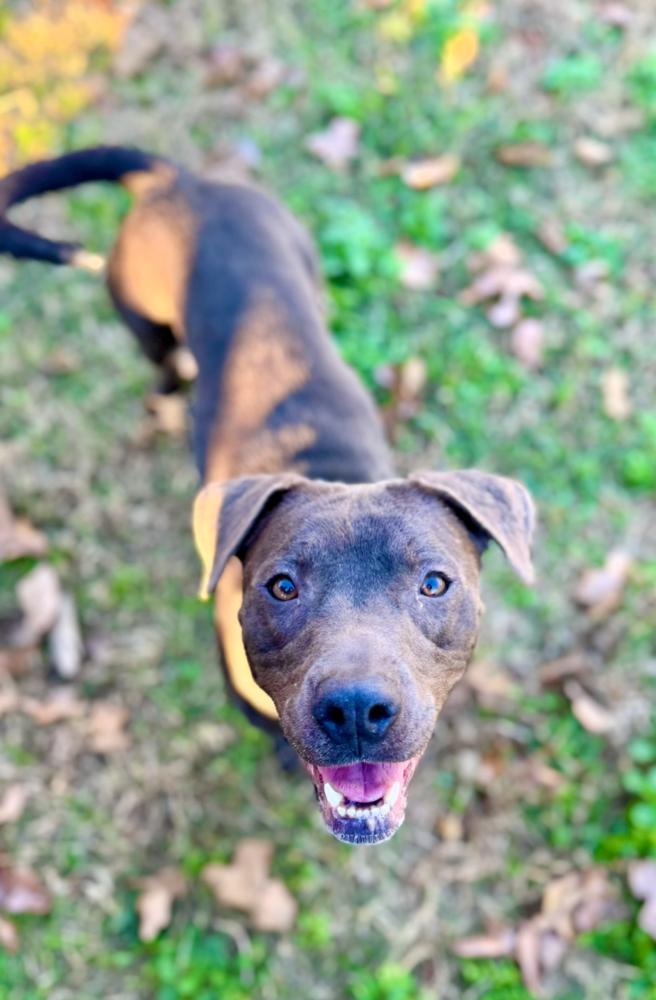 Lyra, Adoptable, Adult Female Pit Bull Terrier.