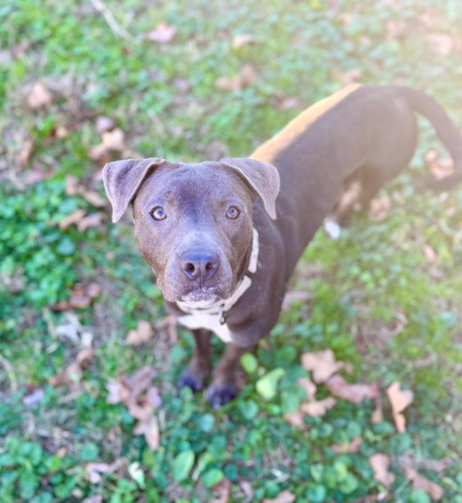 Lyra, a Adoptable mixed breed in Boston, MA image 3/6