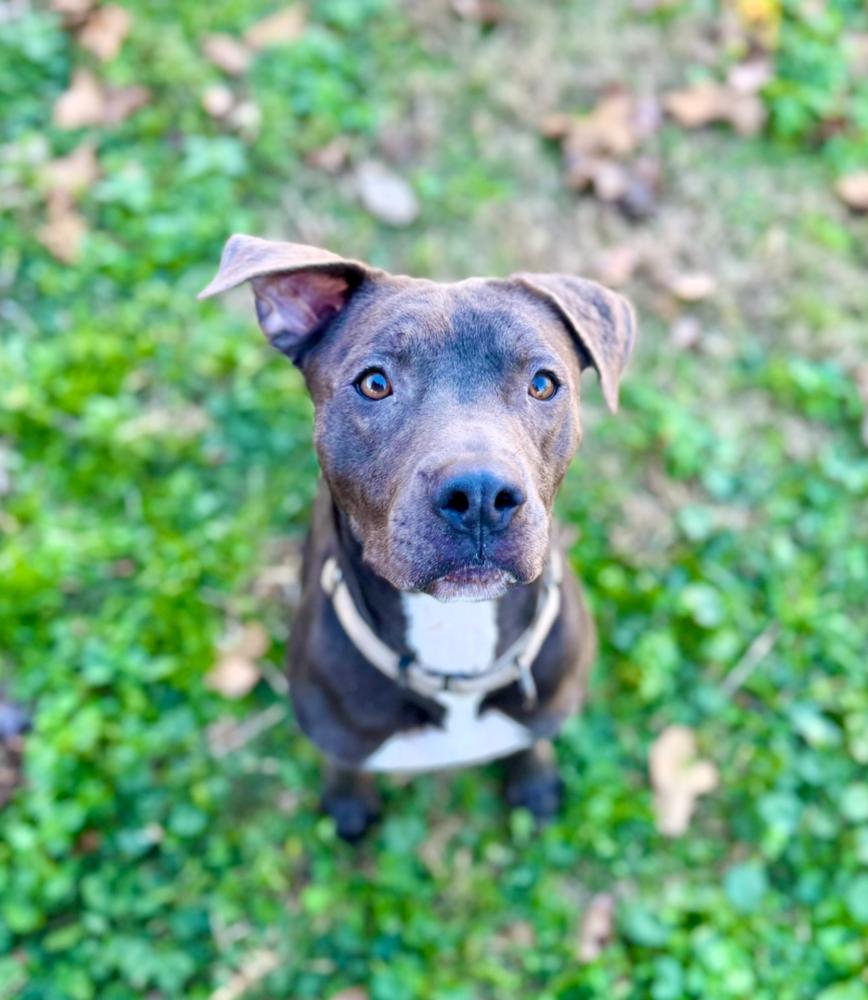 Lyra, a Adoptable mixed breed in Boston, MA image 4/6