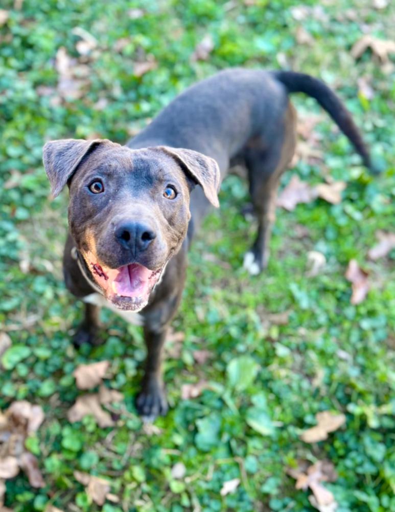 Lyra, a Adoptable mixed breed in Boston, MA image 5/6