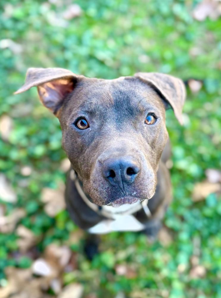 Lyra, a Adoptable mixed breed in Boston, MA image 6/6