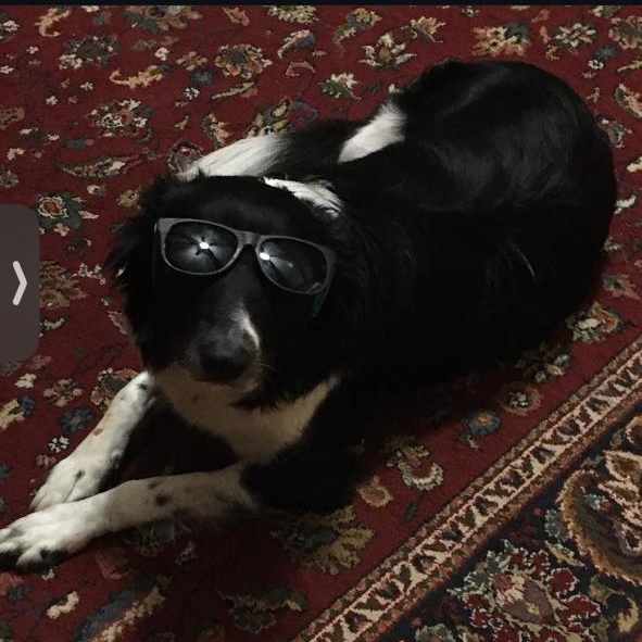 REMI - COURTESY LISTING, an adopted mixed breed in Richmond, VA image 5/5