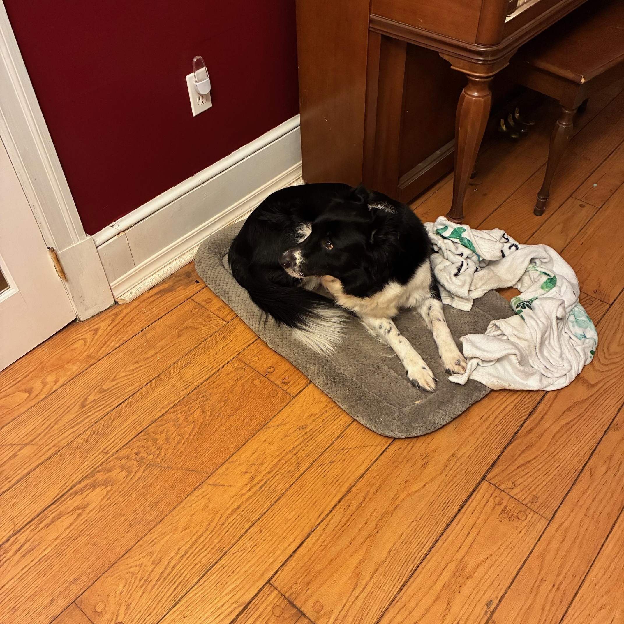 REMI - COURTESY LISTING, an adopted mixed breed in Richmond, VA image 2/5