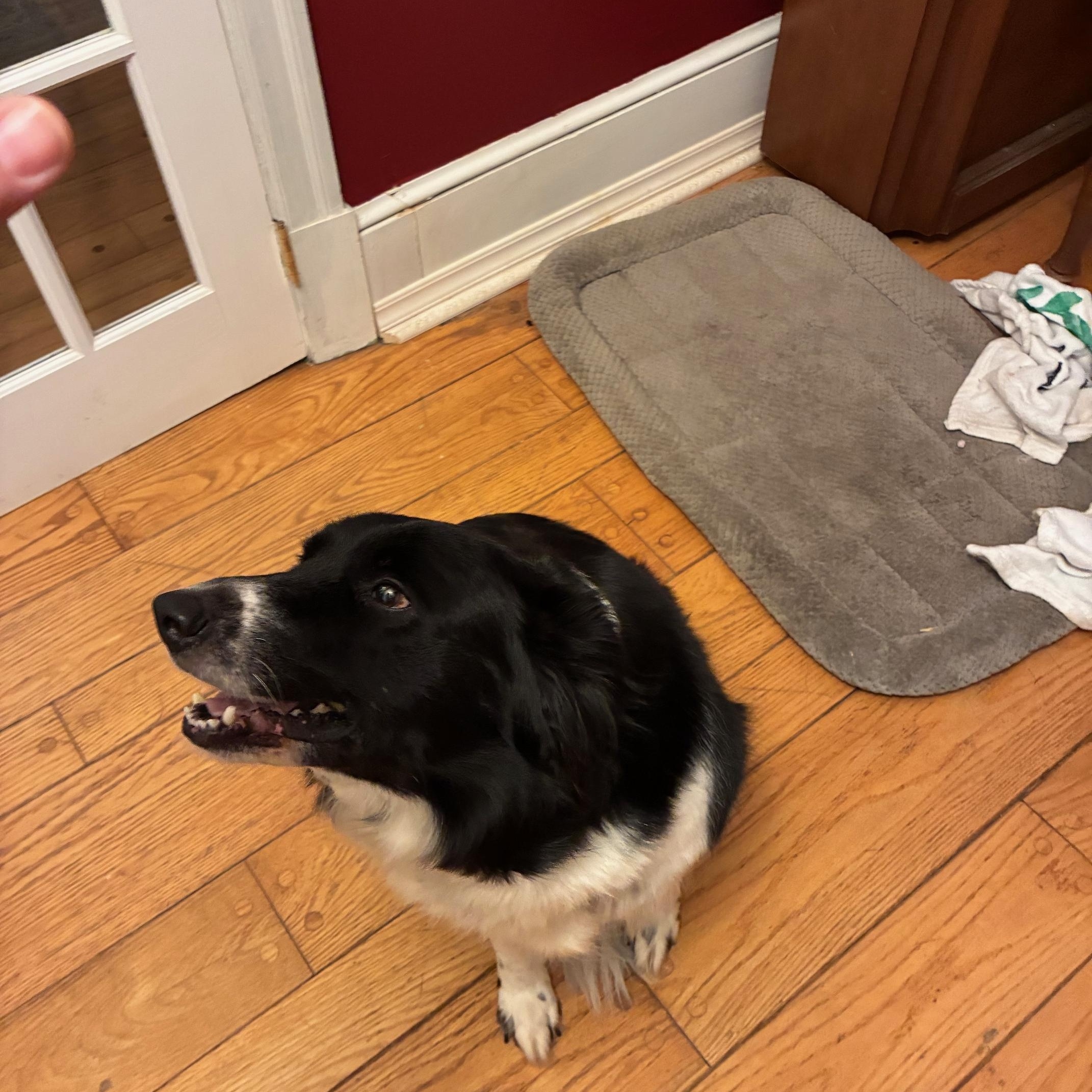 REMI - COURTESY LISTING, an adopted mixed breed in Richmond, VA image 4/5