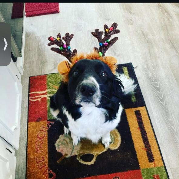 REMI - COURTESY LISTING, an adopted mixed breed in Richmond, VA image 1/5