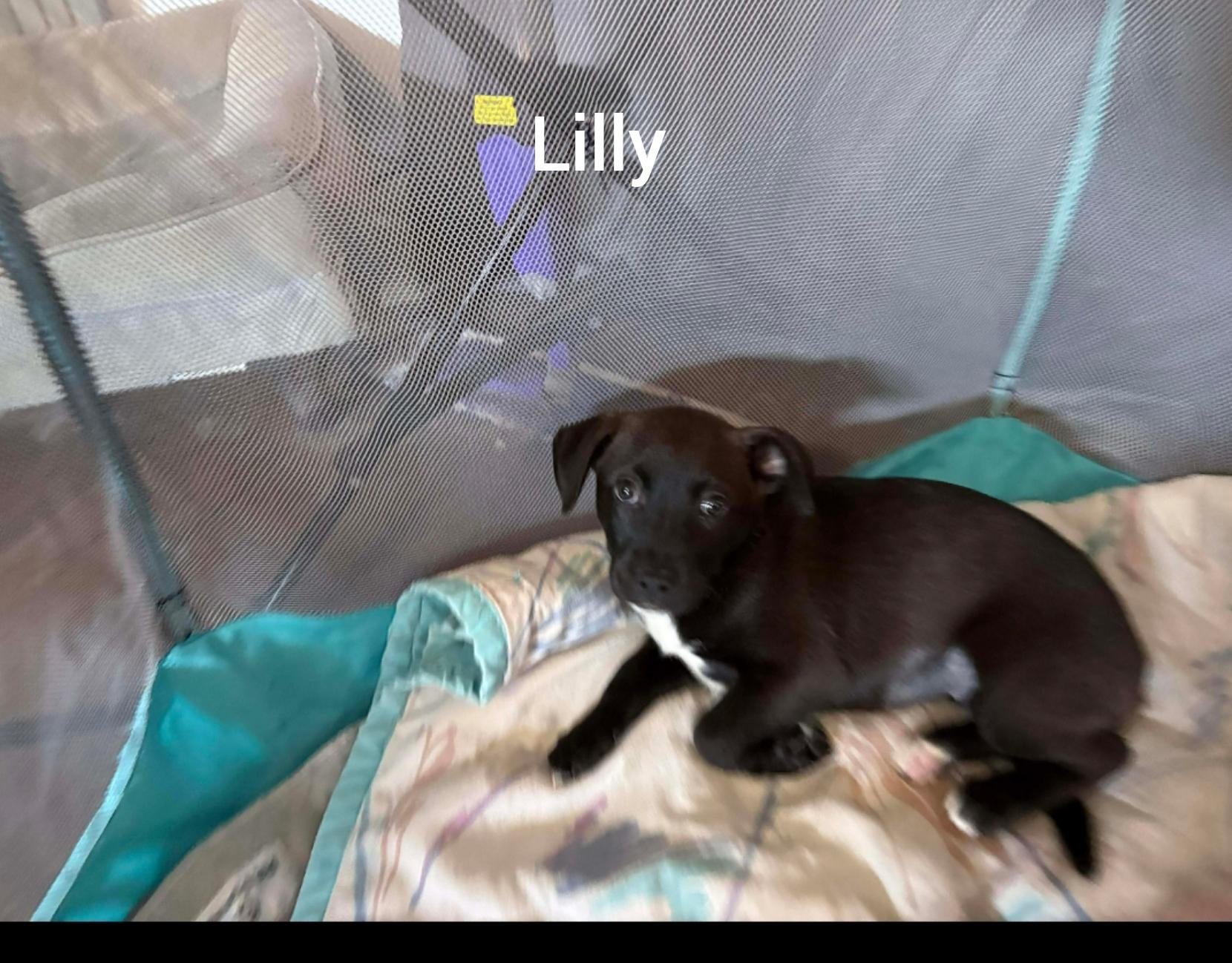 Enlarge Lilly  ( Orlando,  FL), a Adoptable mixed breed in Orlando, FL image 1/2