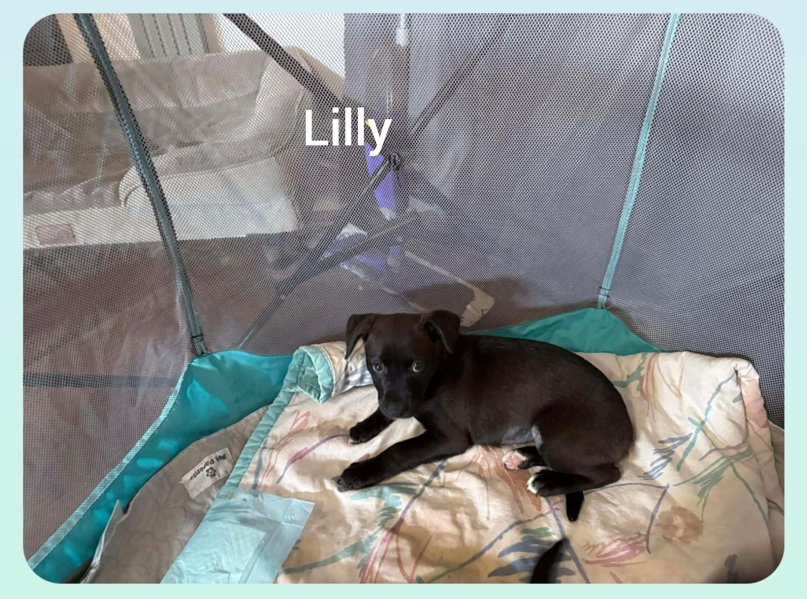 Enlarge Lilly  ( Orlando,  FL), a Adoptable mixed breed in Orlando, FL image 2/2