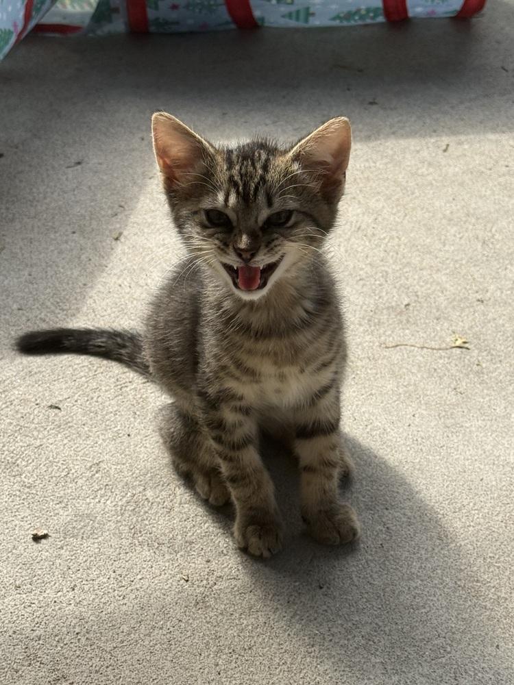 Bambi Kitties : Thumper, Adoptable, Kitten Male Domestic Short Hair.