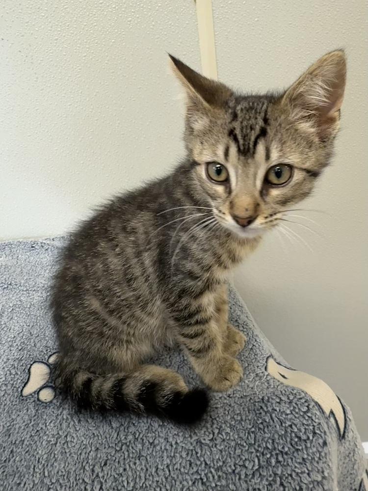 Enlarge Bambi Kitties : Thumper, a Adoptable Domestic Short Hair in Osgood, IN image 2/3