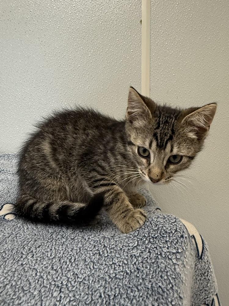 Enlarge Bambi Kitties : Thumper, a Adoptable Domestic Short Hair in Osgood, IN image 3/3