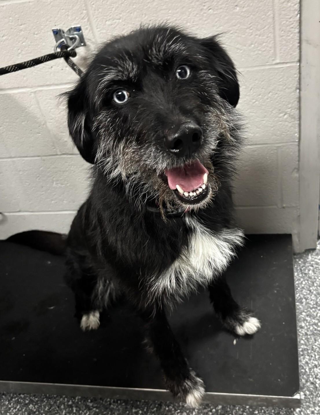 Betty, ADOPTABLE, Adult Female Labradoodle & Husky.