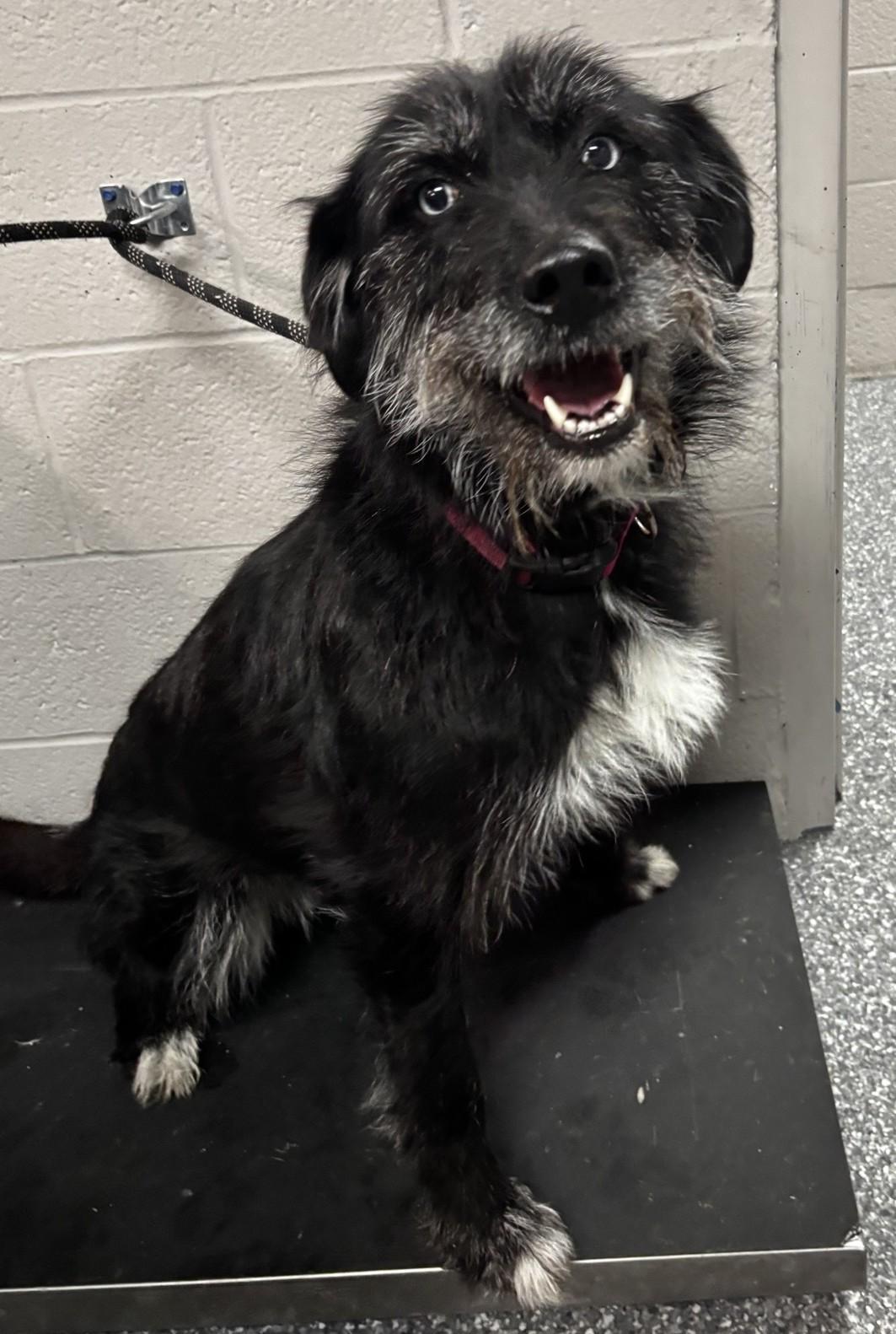 Enlarge Betty, a ADOPTABLE mixed breed in White Cloud, MI image 2/2