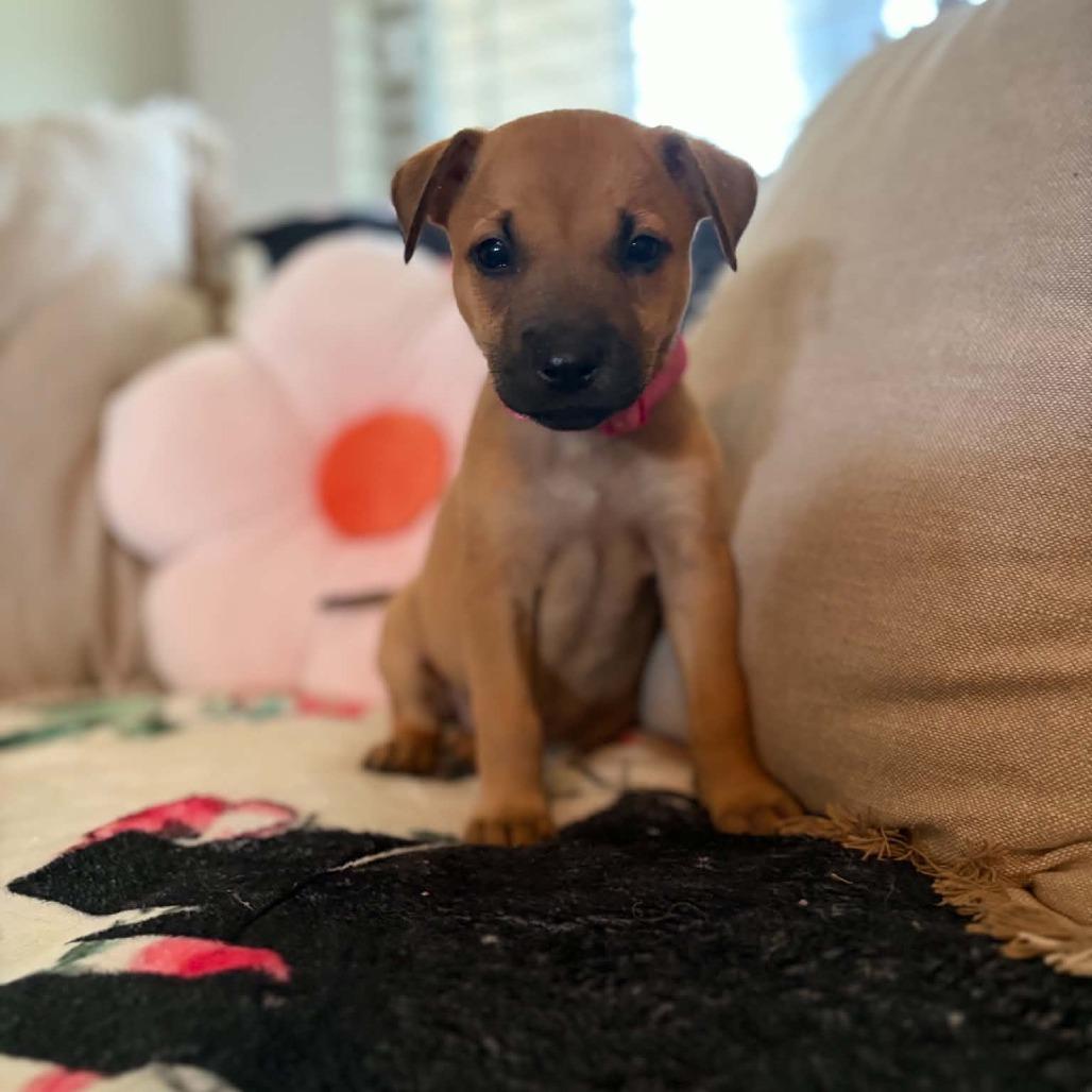 BonBon, Adoptable, Puppy Female Labrador Retriever & Shepherd.