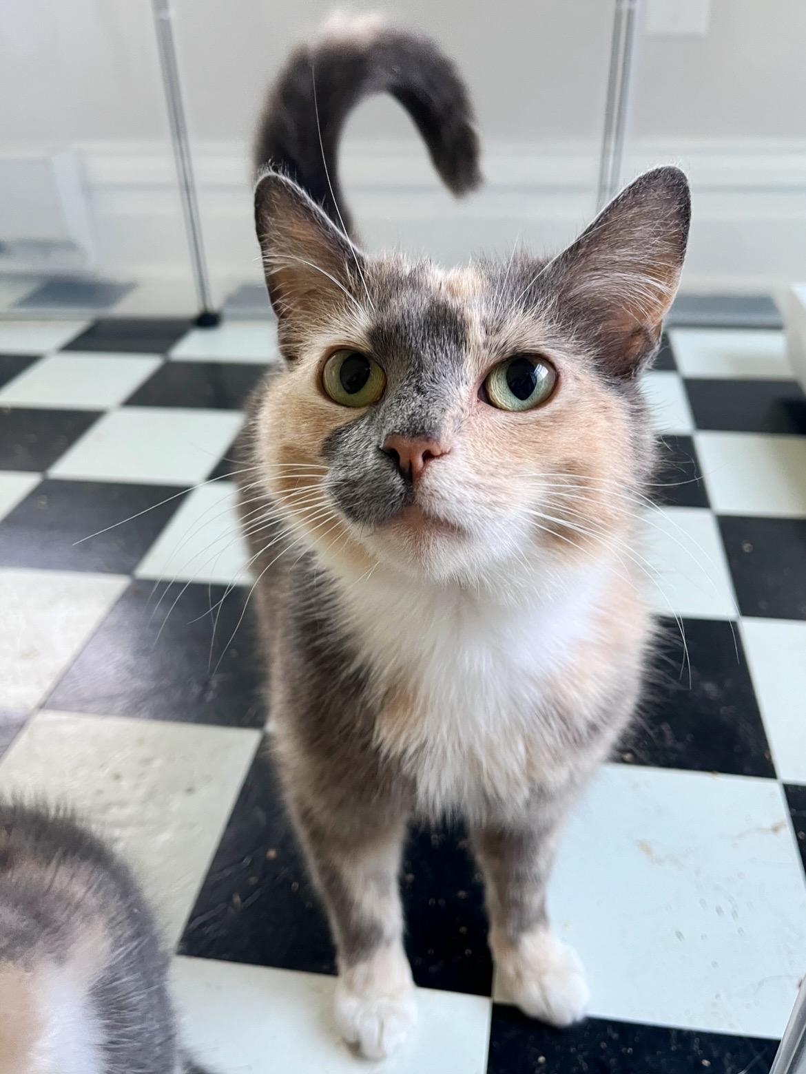 Lorelai, a ADOPTABLE Domestic Short Hair in Lima, OH image 4/5