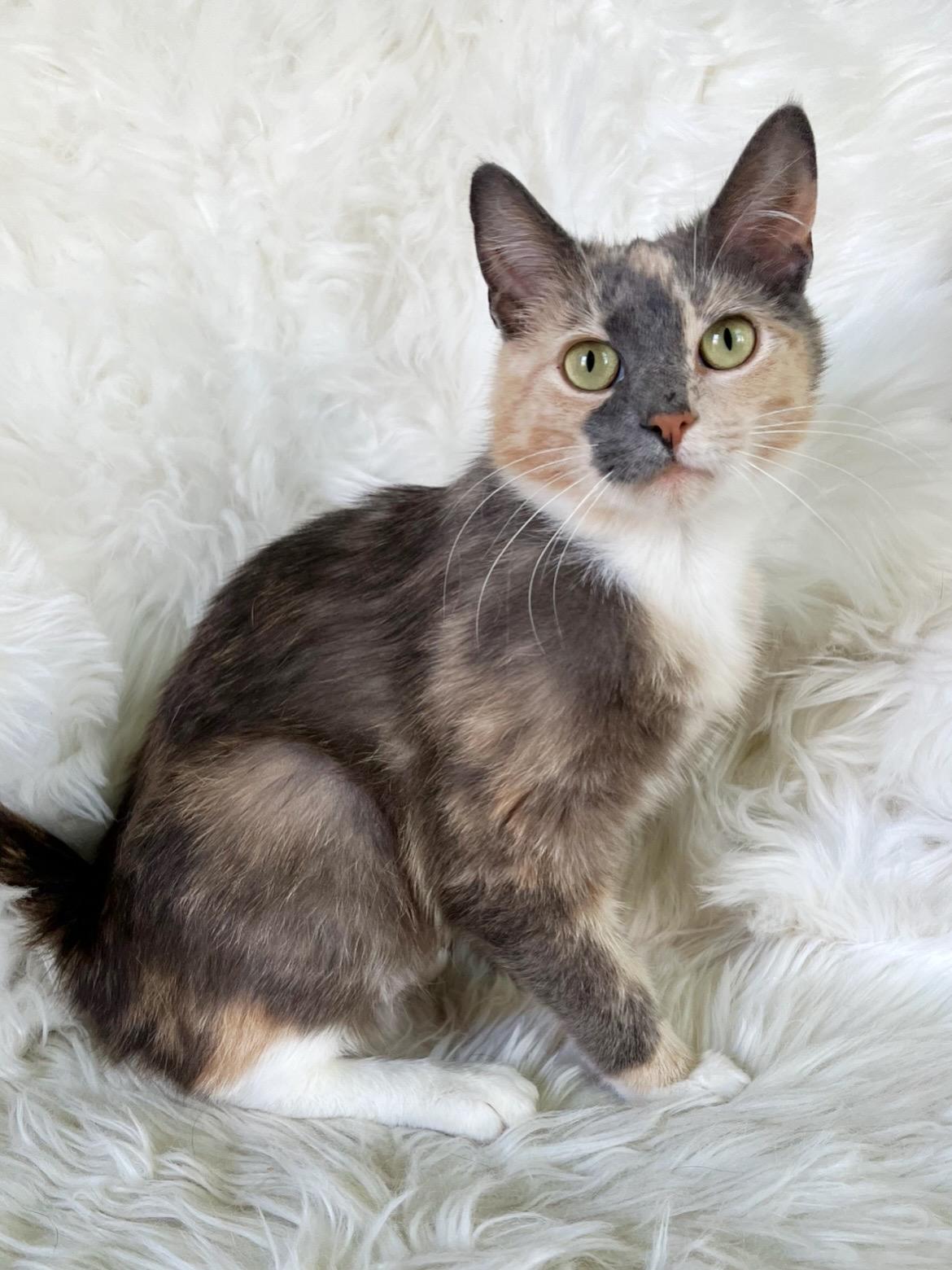 Lorelai, ADOPTABLE, Kitten Female Domestic Short Hair.