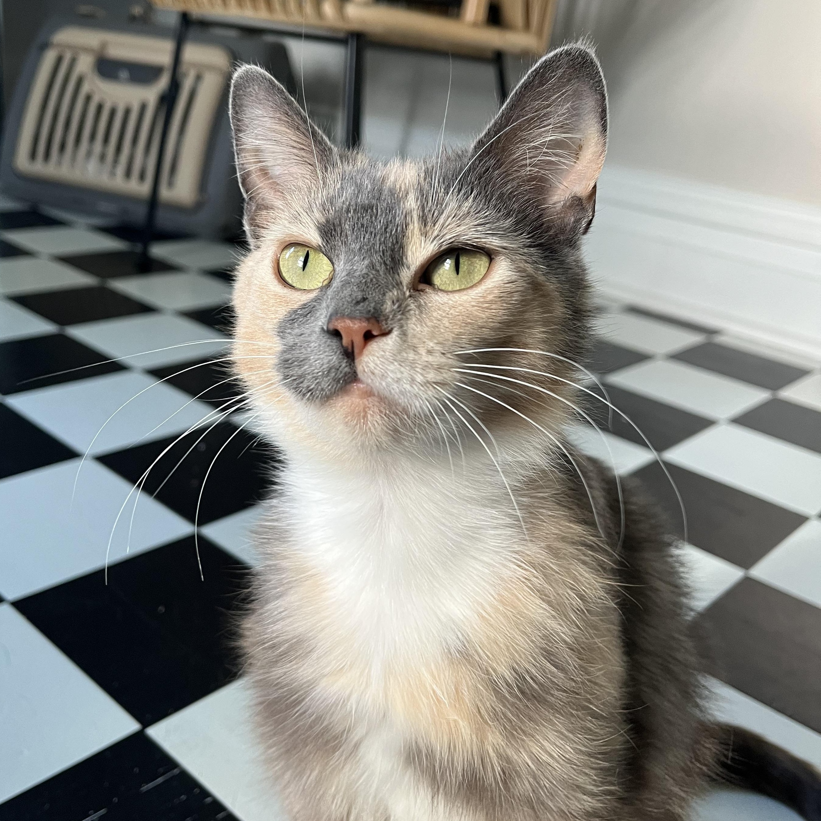 Lorelai, a ADOPTABLE Domestic Short Hair in Lima, OH image 3/5