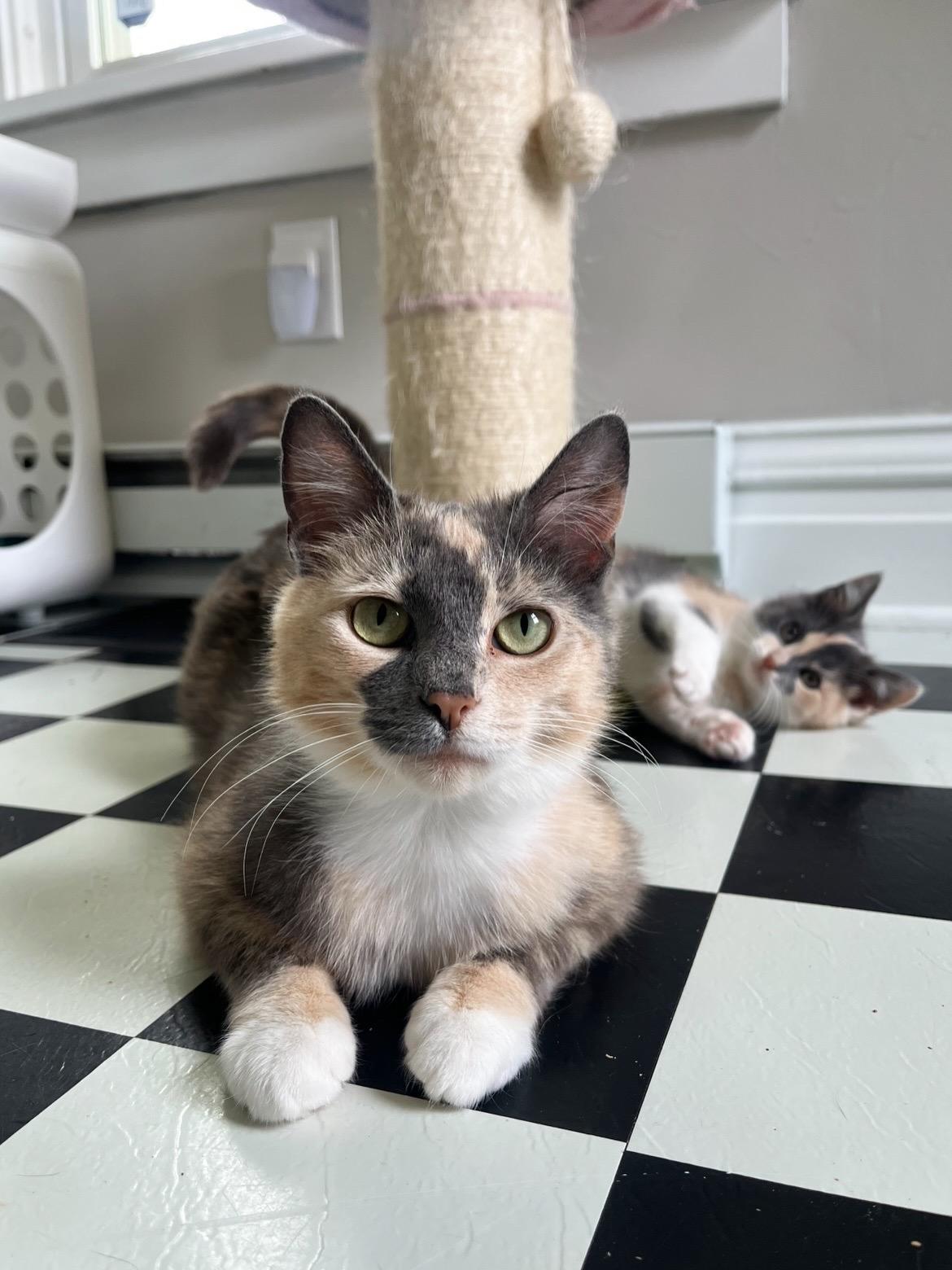 Lorelai, a ADOPTABLE Domestic Short Hair in Lima, OH image 5/5
