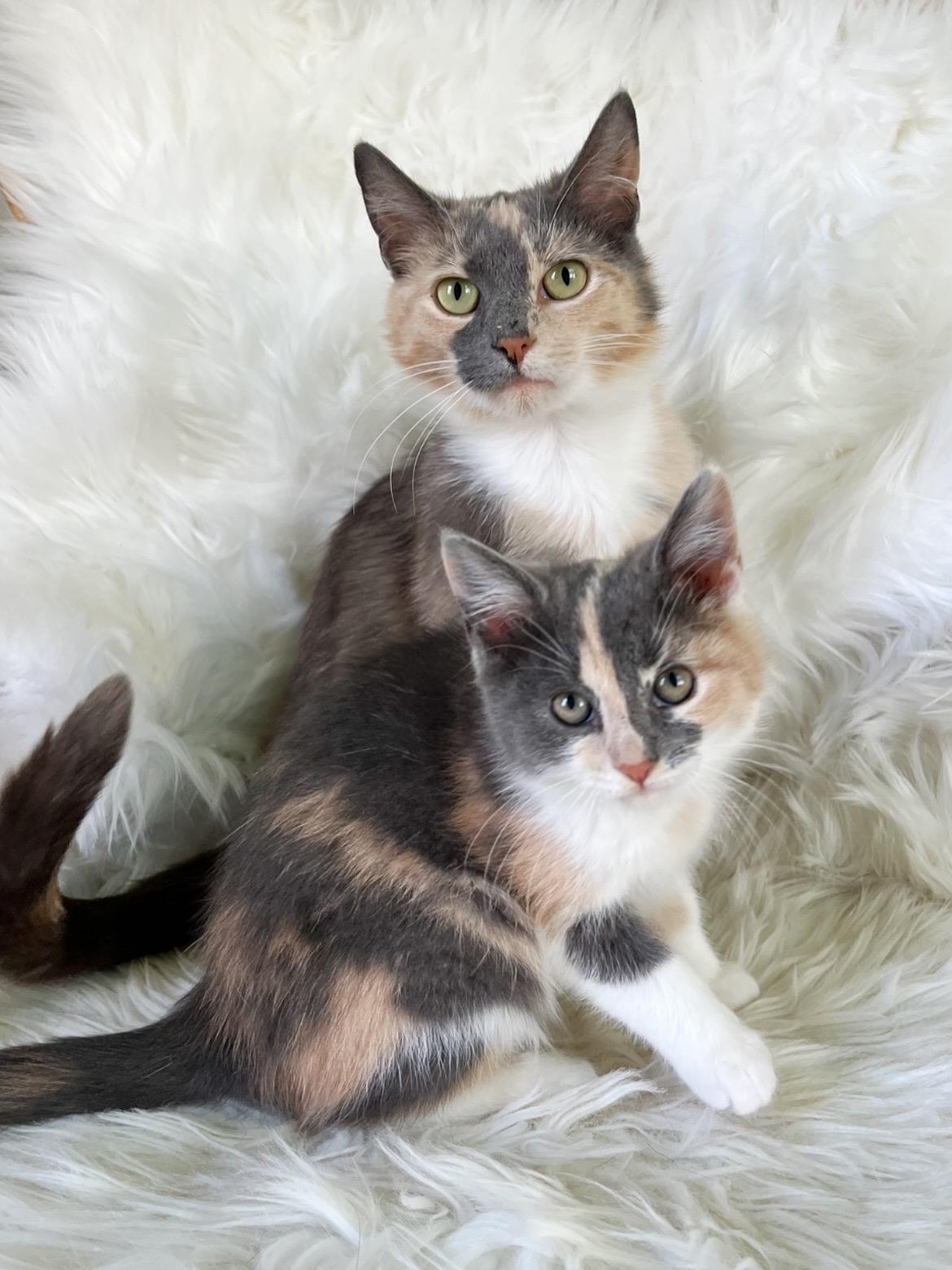 Lorelai, a ADOPTABLE Domestic Short Hair in Lima, OH image 2/5