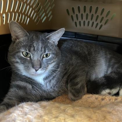 Caribou, Adoptable, Adult Male Domestic Short Hair & Domestic Short Hair.
