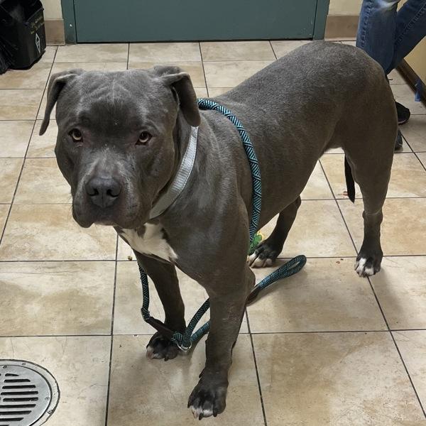 Hugh (mcas), Adoptable, Adult Male Pit Bull Terrier.