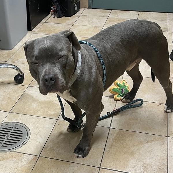 Enlarge Hugh (mcas), a Adoptable mixed breed in Troutdale, OR image 2/3