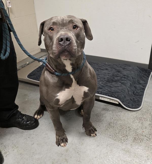 Enlarge Hugh (mcas), a Adoptable mixed breed in Troutdale, OR image 3/3