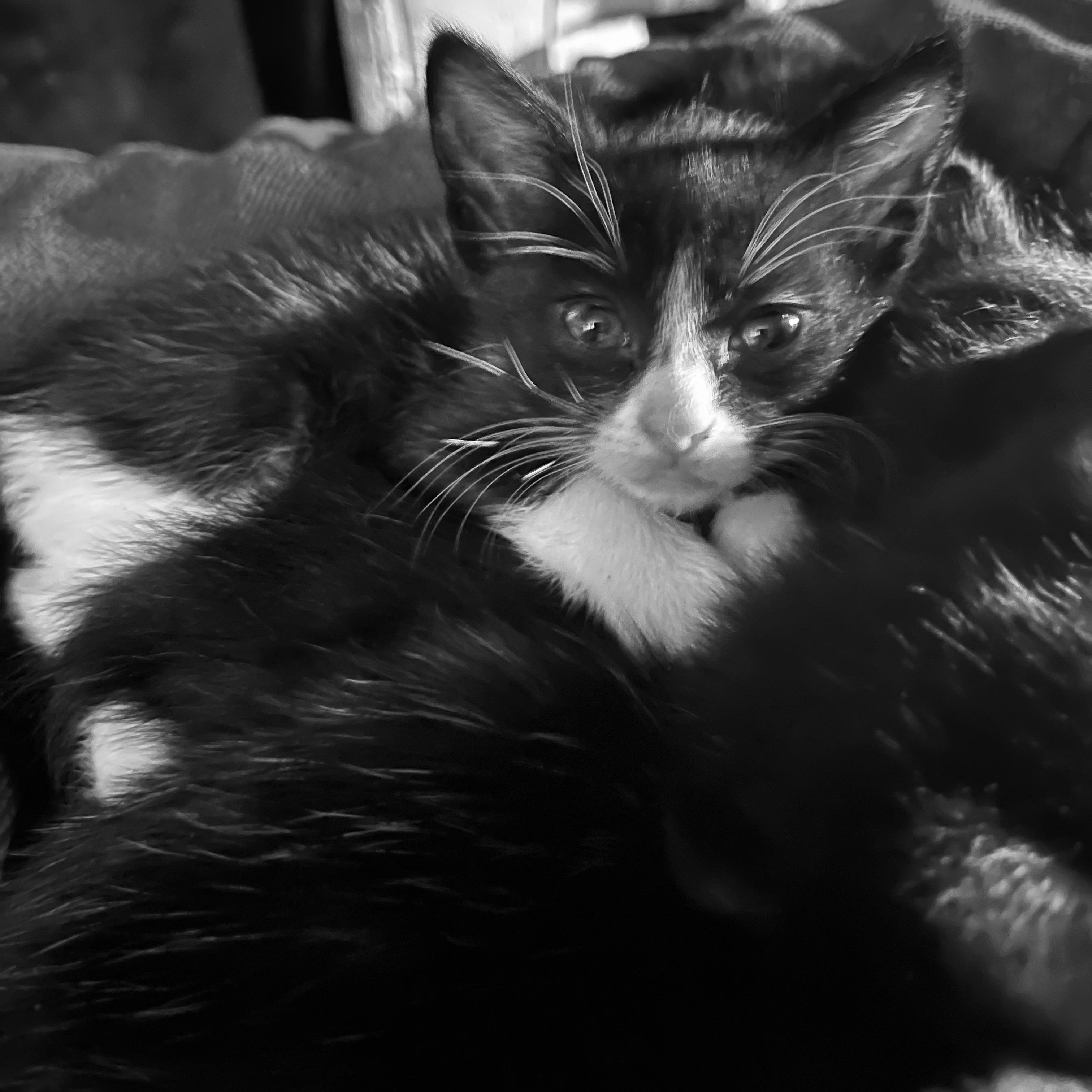 Enlarge adorable tuxedo kittens M & F, an adopted Domestic Short Hair in Shingletown, CA image 5/6