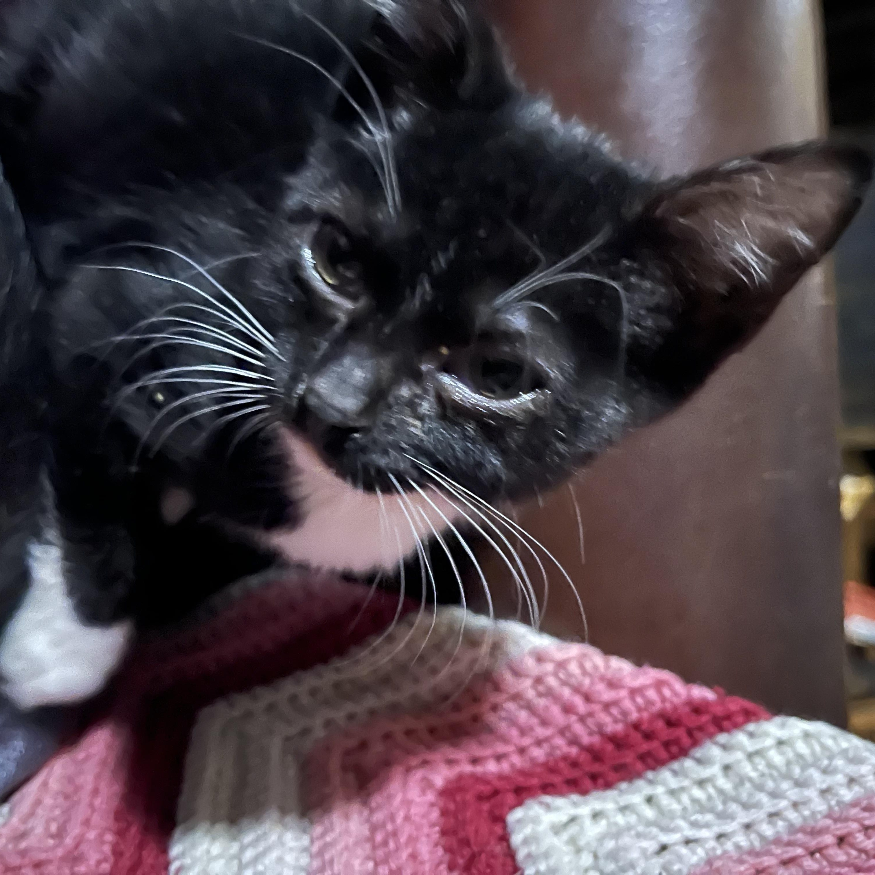 Enlarge adorable tuxedo kittens M & F, an adopted Domestic Short Hair in Shingletown, CA image 1/6