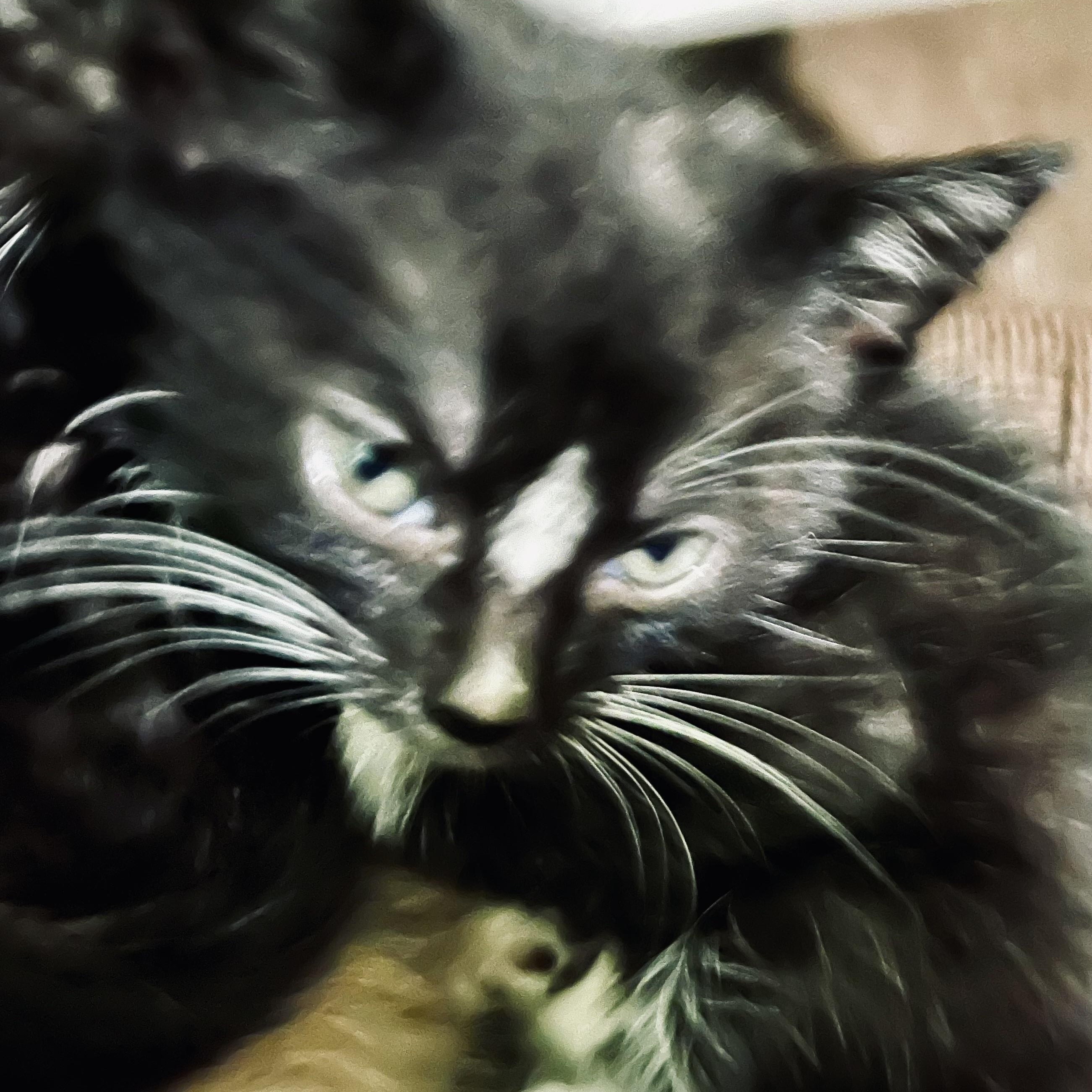 Enlarge adorable tuxedo kittens M & F, an adopted Domestic Short Hair in Shingletown, CA image 3/6